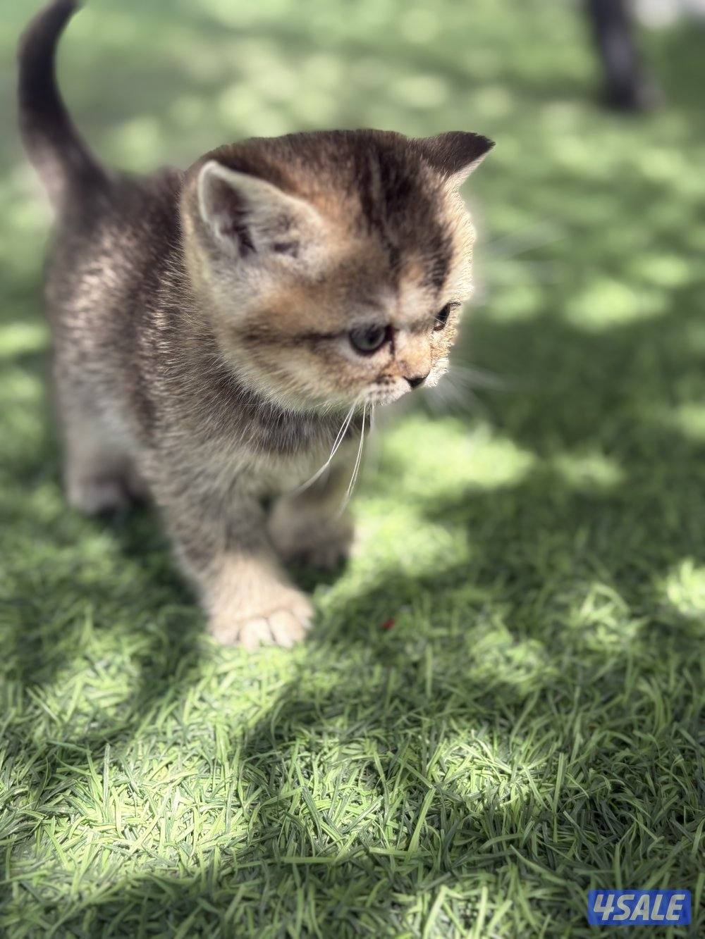 كتن بريتش بيورر🐾5