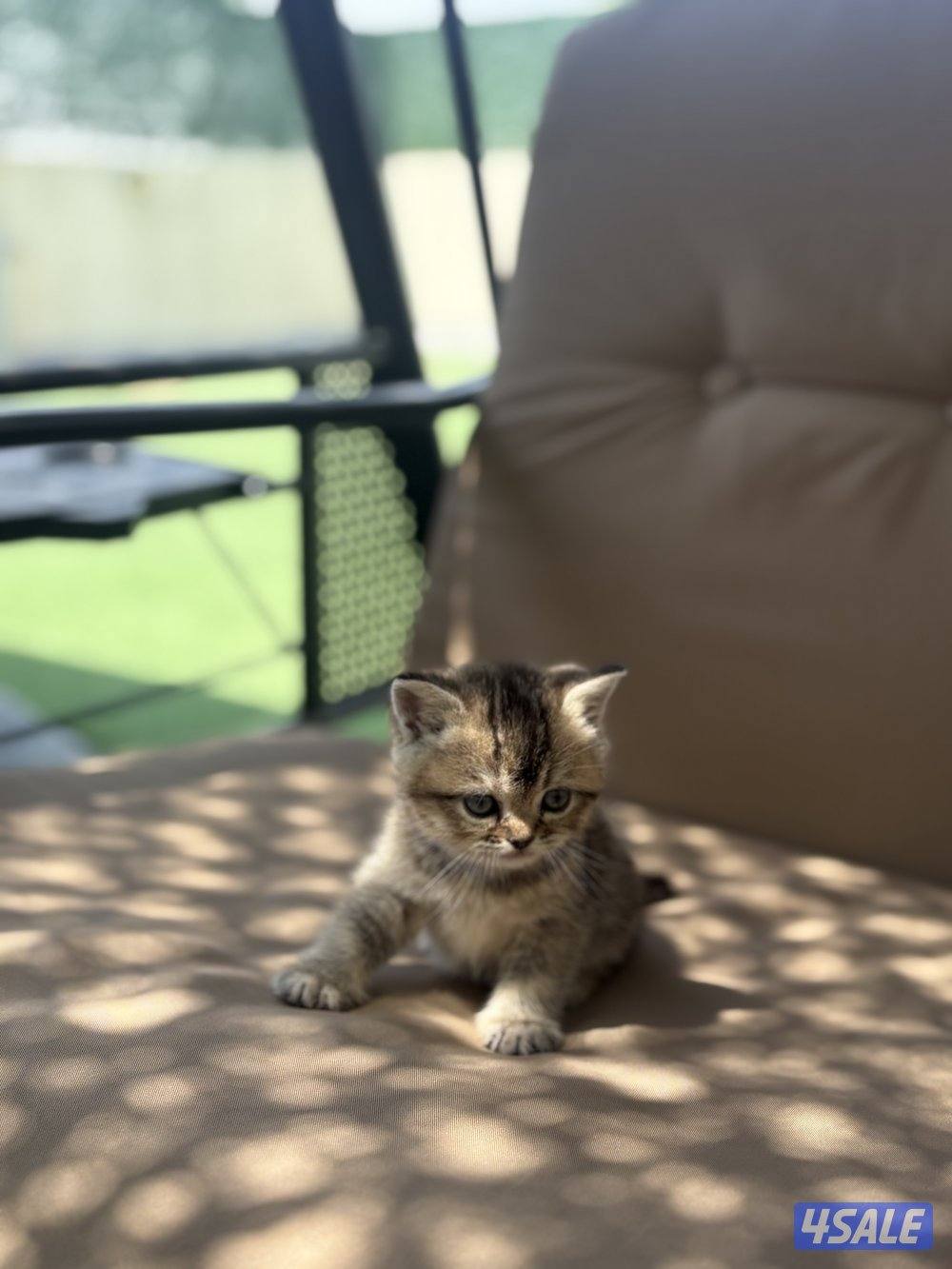 كتن بريتش بيورر🐾6