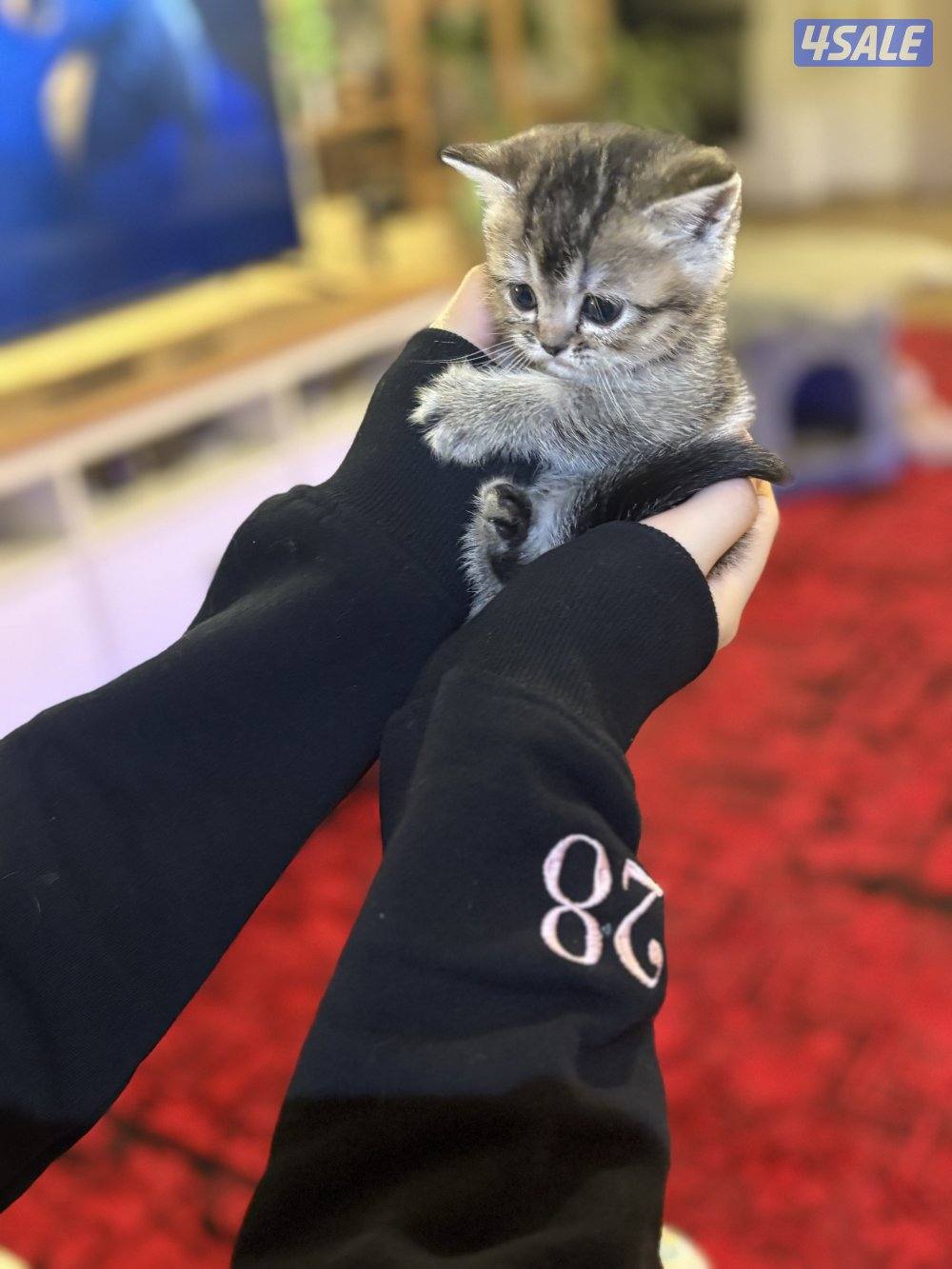 كتن بريتش بيورر🐾8