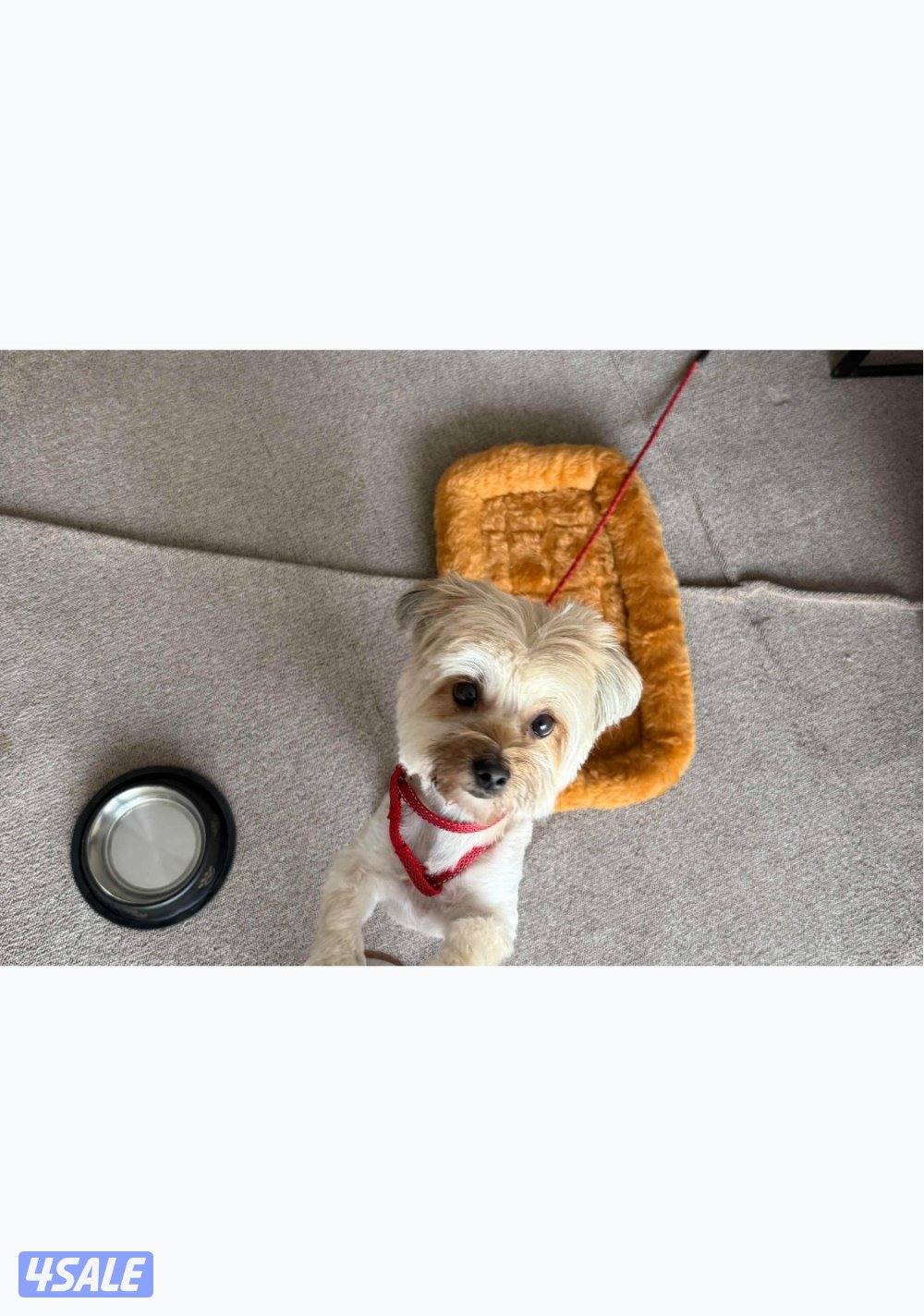 جبد الجهرا0