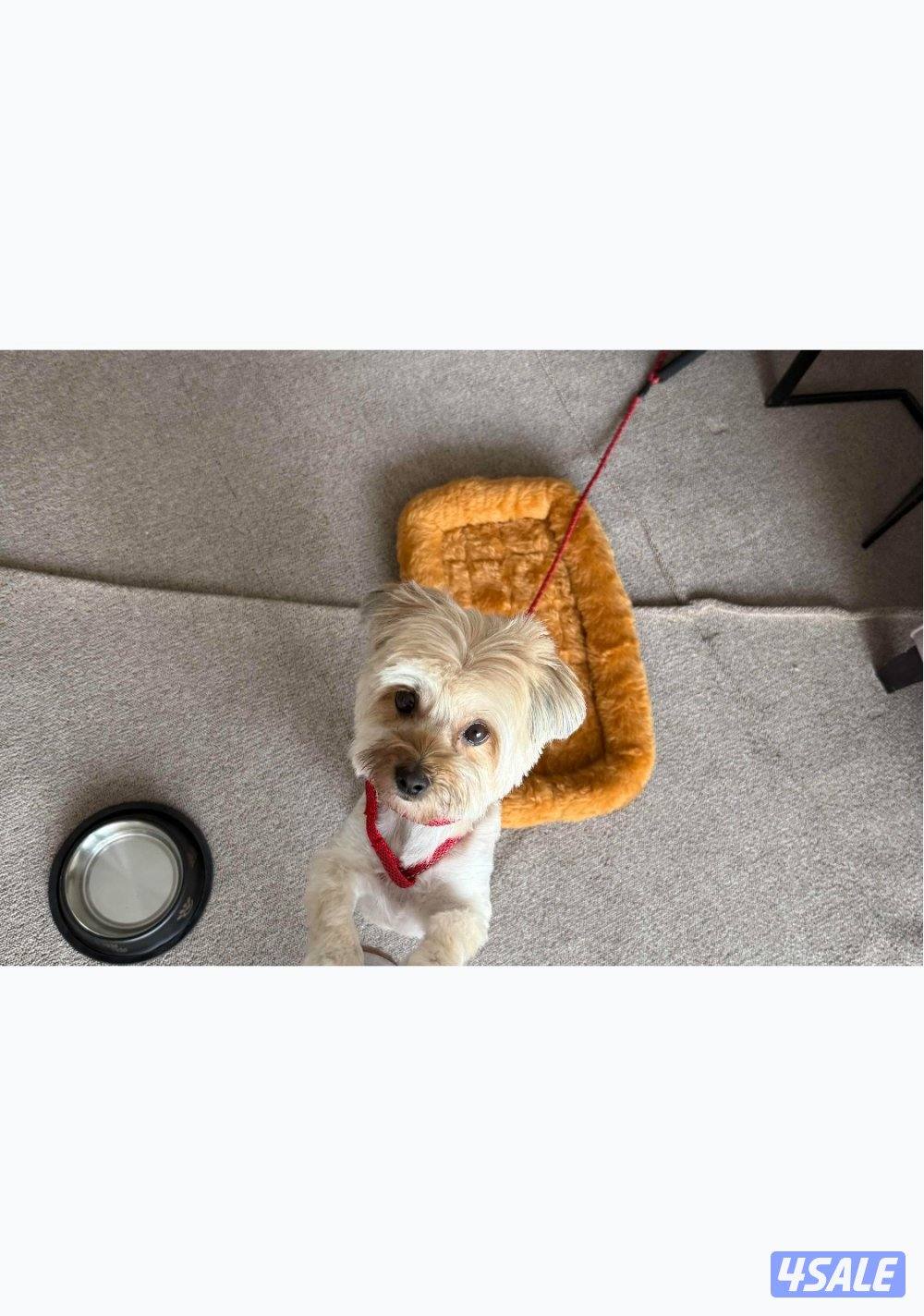 جبد الجهرا1