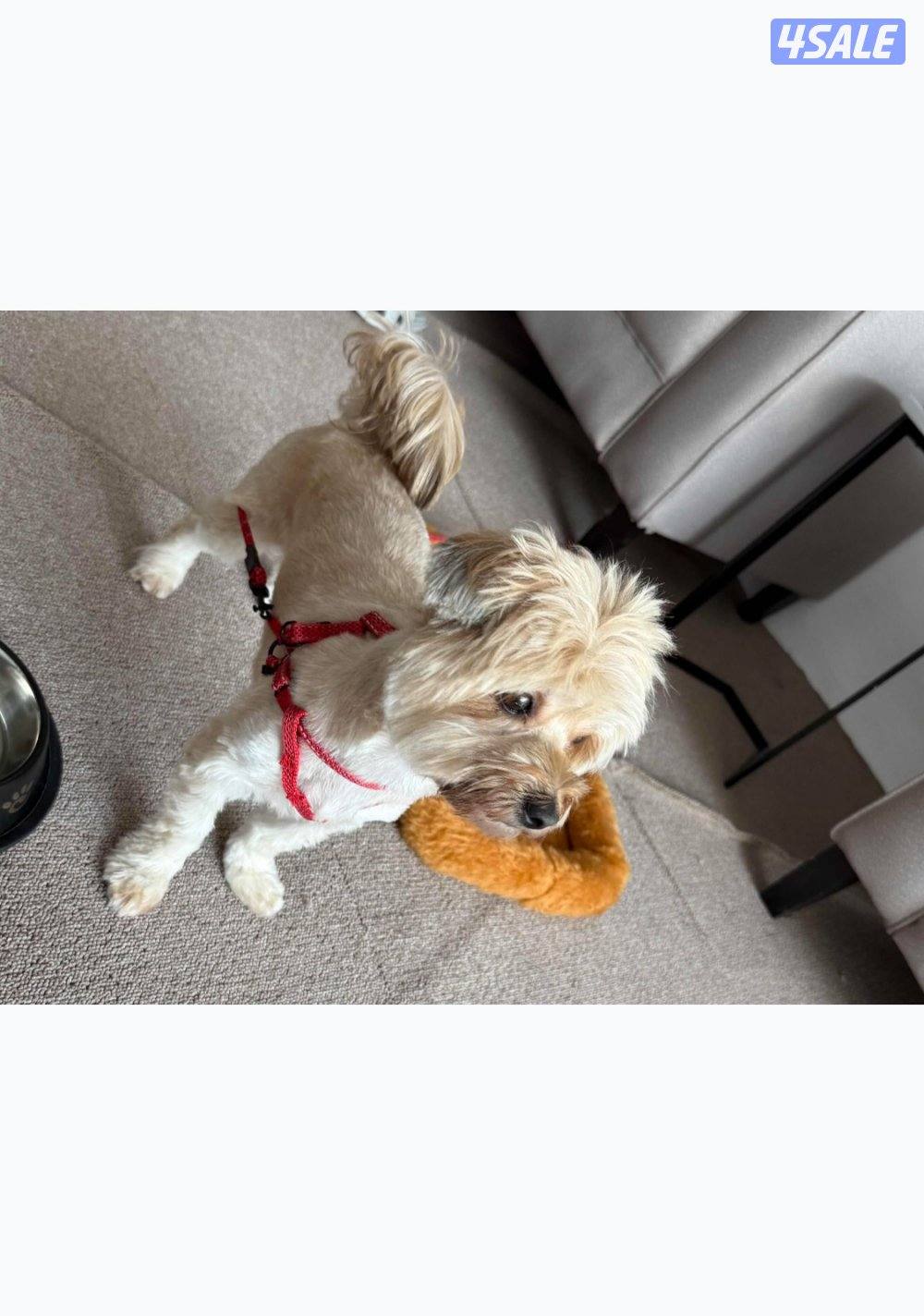 جبد الجهرا2