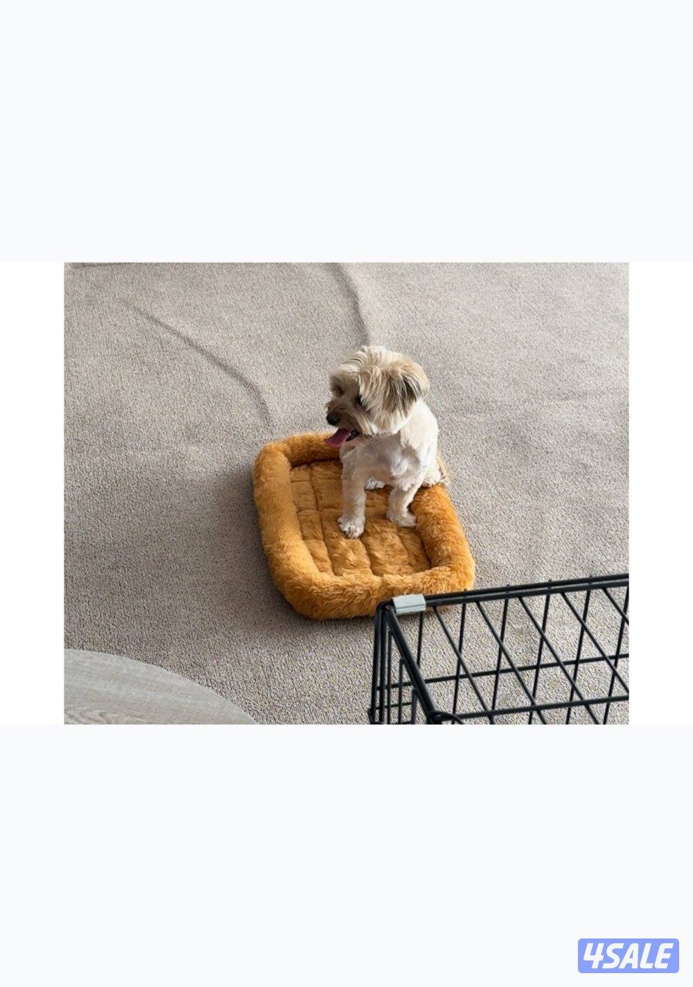 جبد الجهرا4