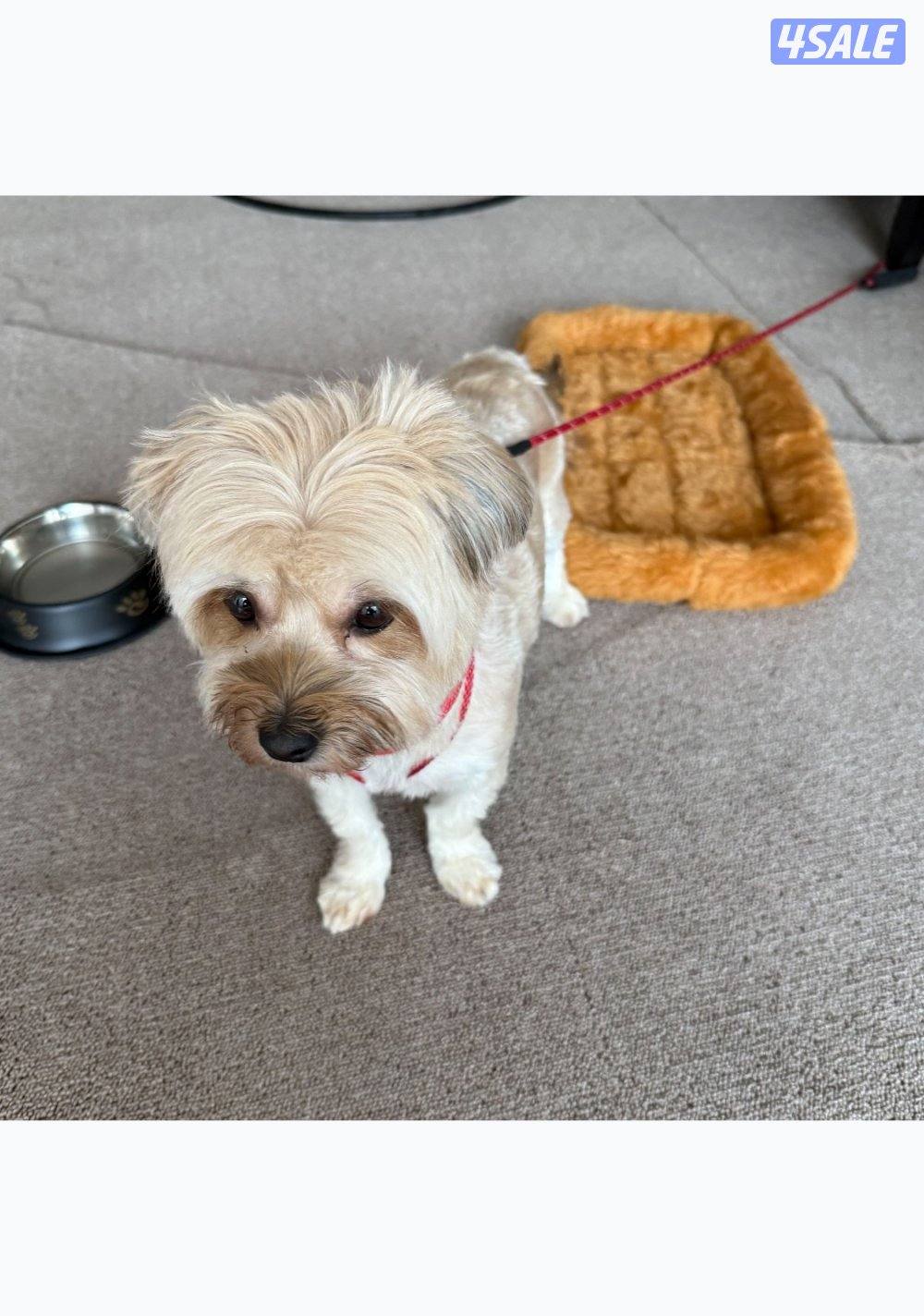 جبد الجهرا3