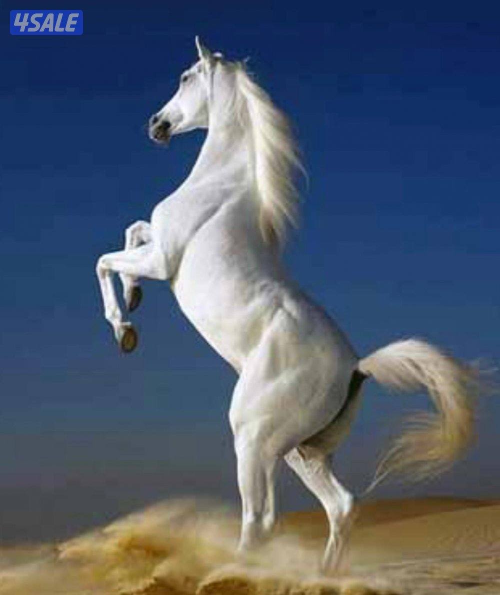 متخصصون في البيع البيع 👌 بيعات سريعة ع التوقيع✍️1