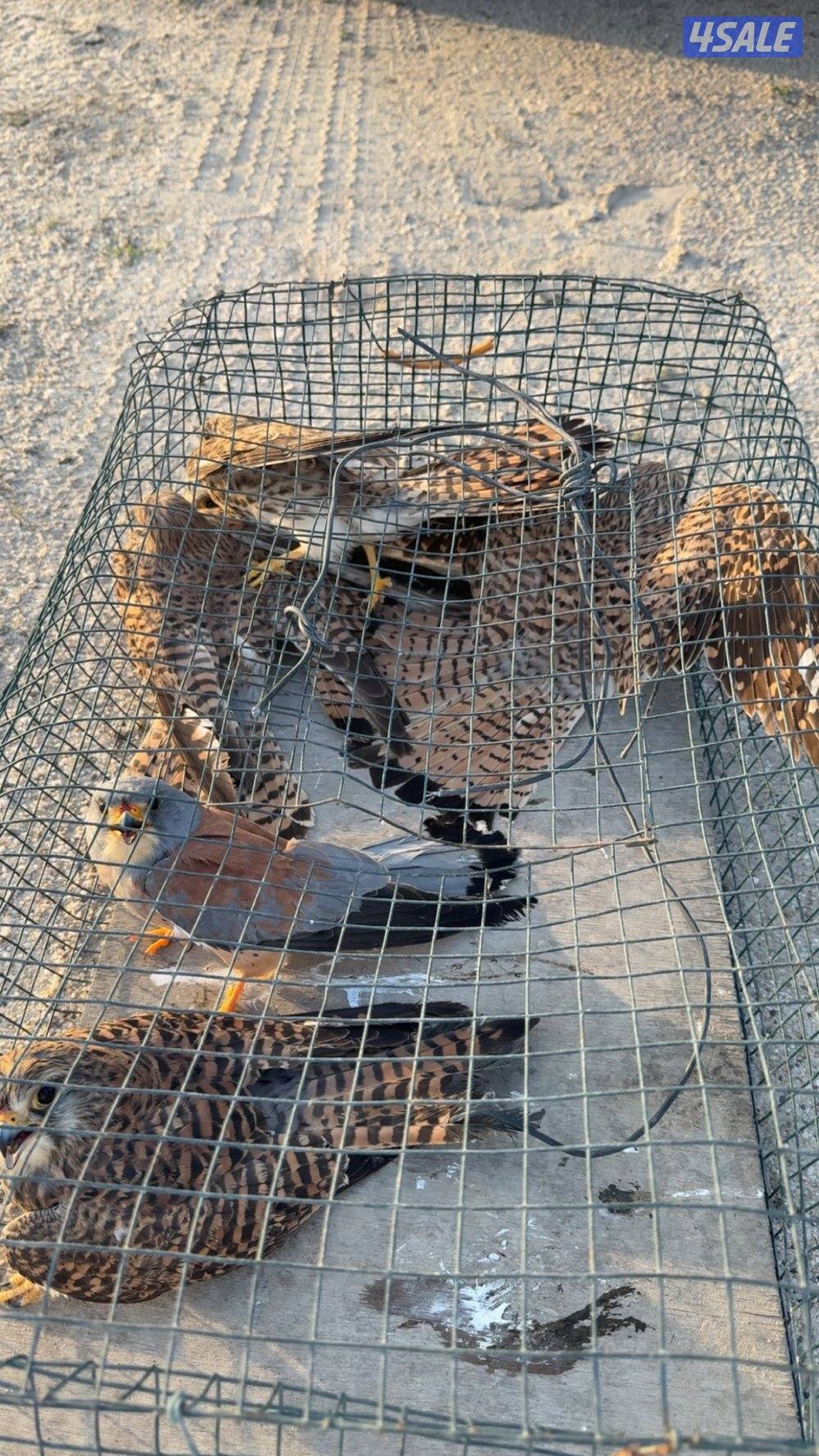 للبيع طيور حرار صغار0