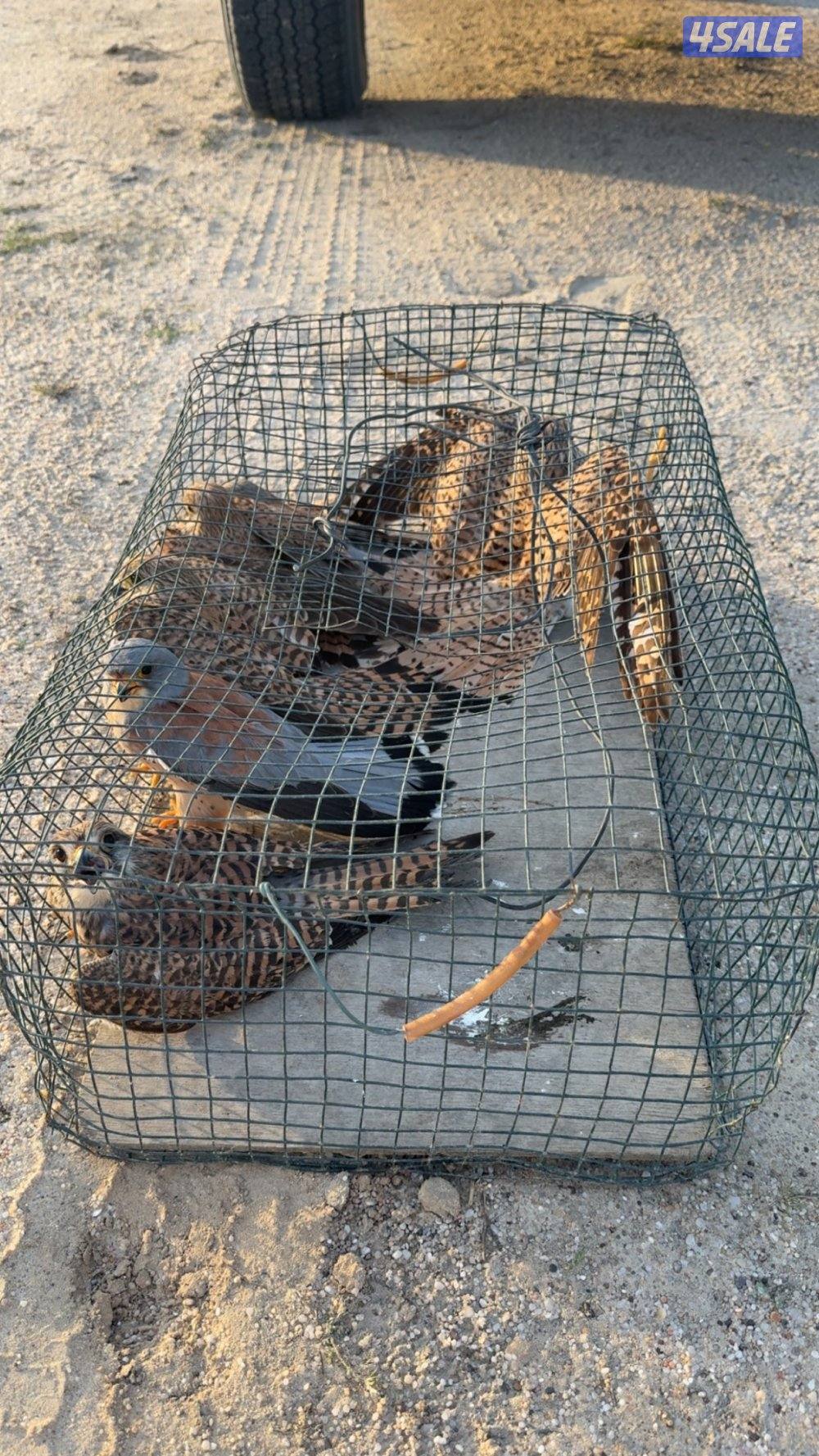 للبيع طيور حرار صغار1