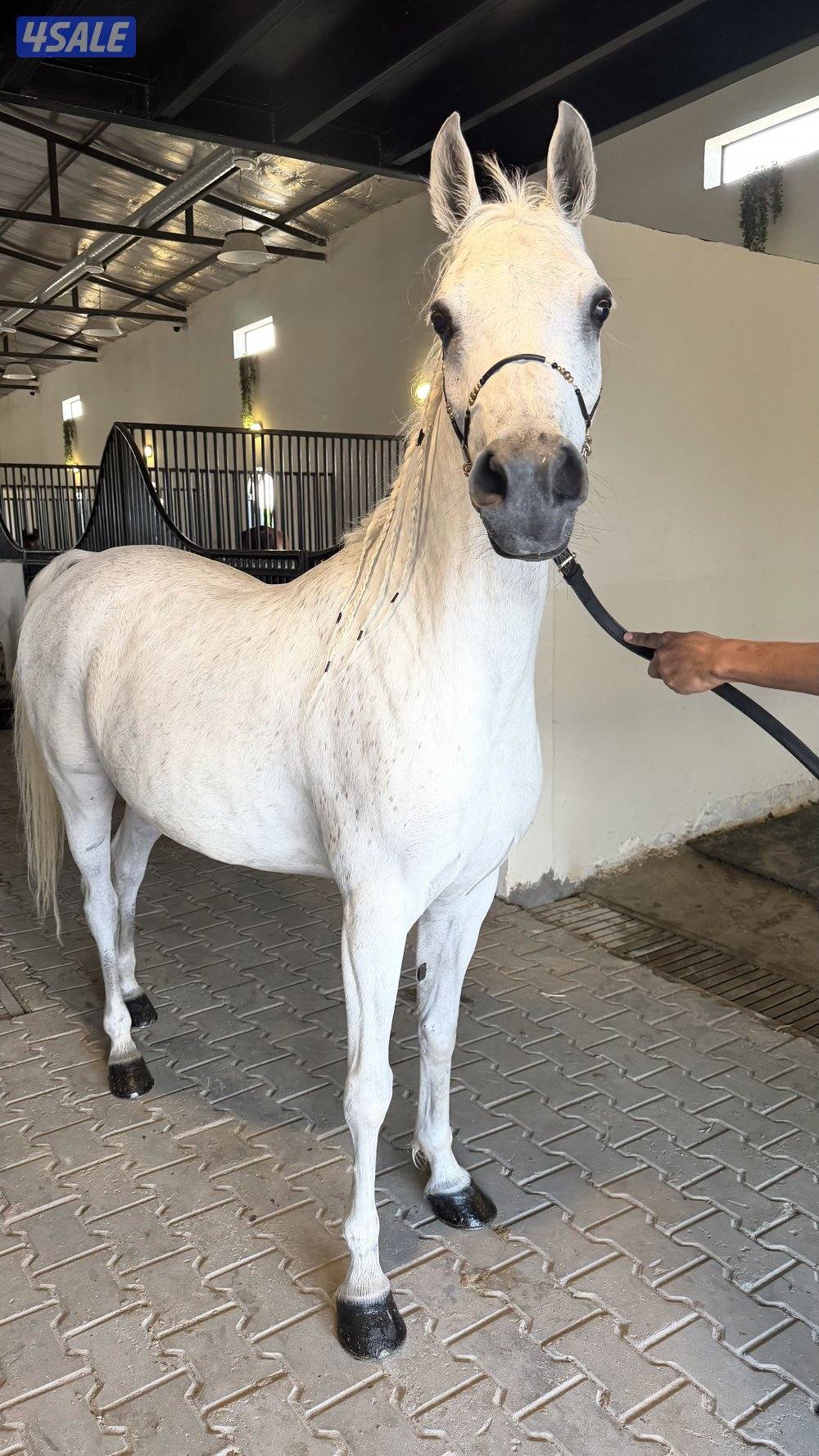 للبيع فرس مصرية بيور مواليد 20160