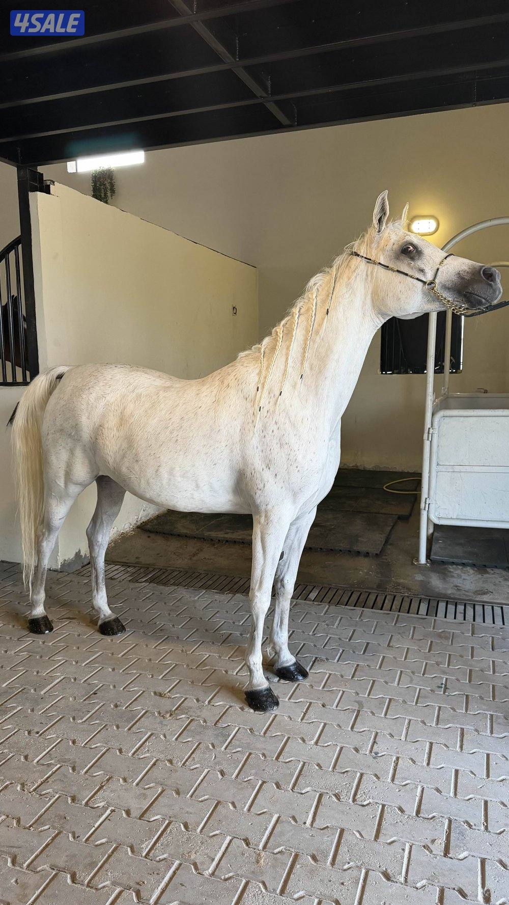 للبيع فرس مصرية بيور مواليد 20161