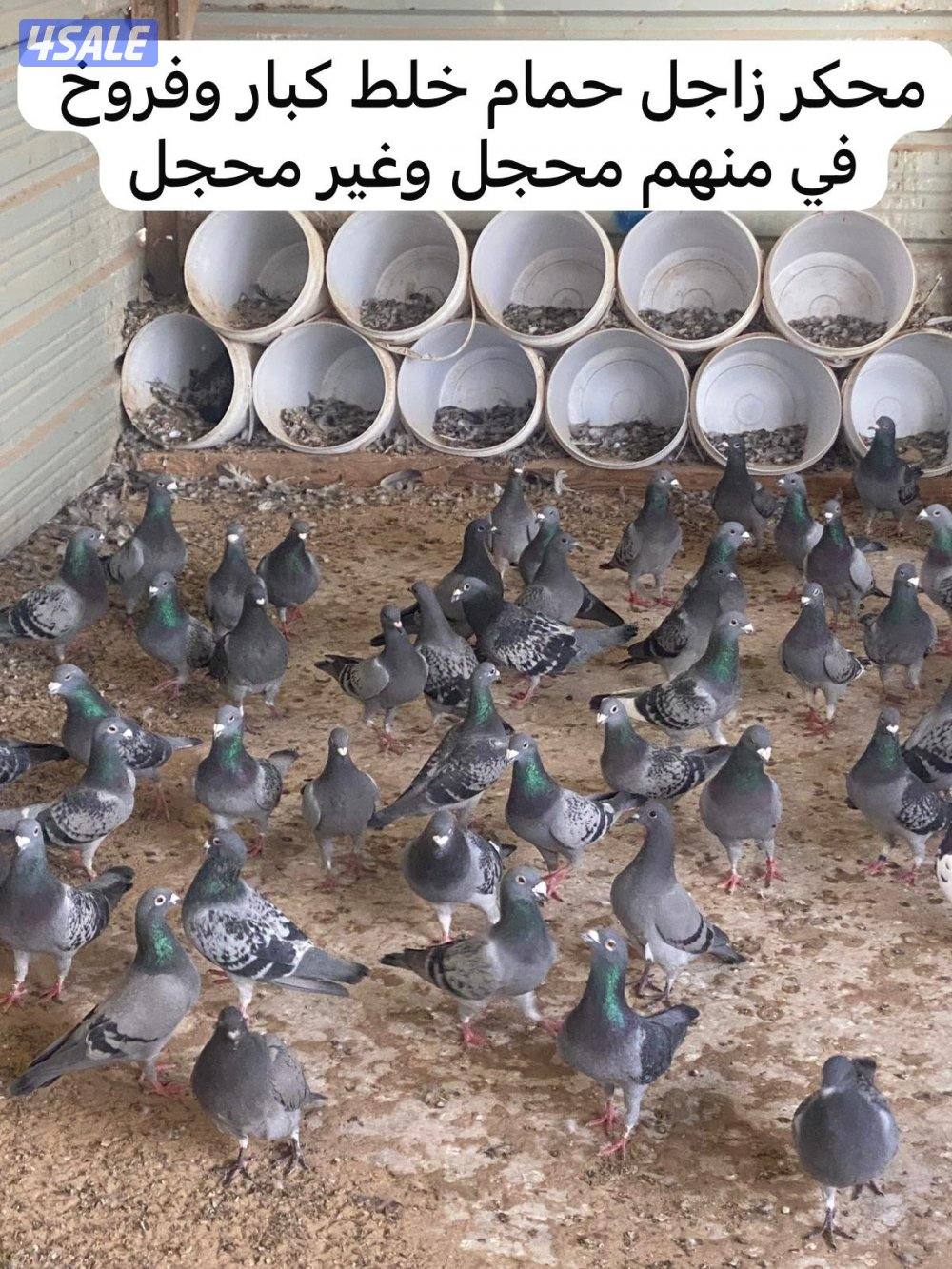 حمام زاجل للبيع0