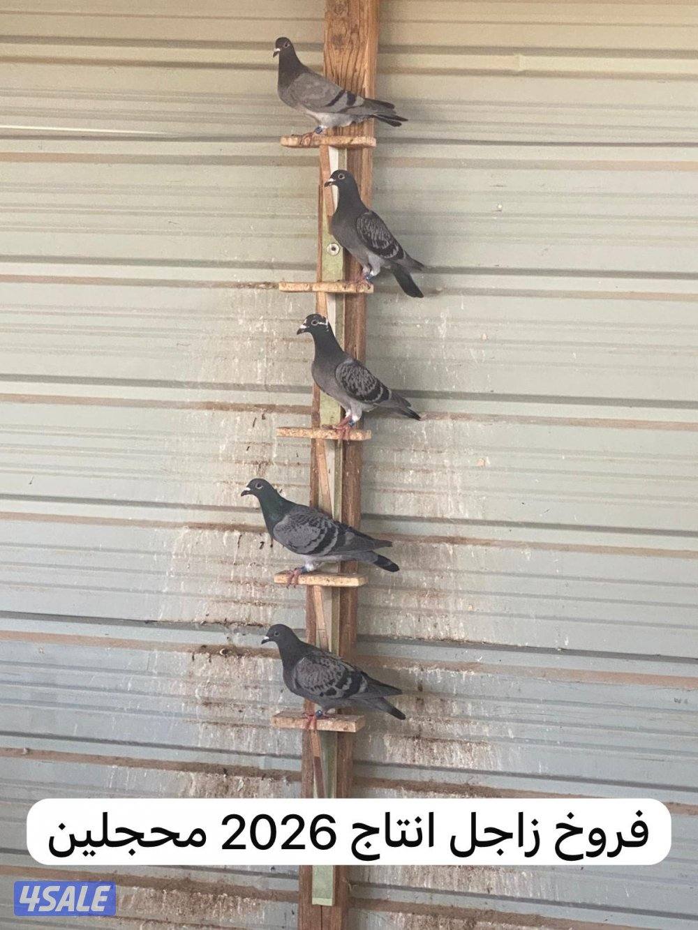 حمام زاجل للبيع2