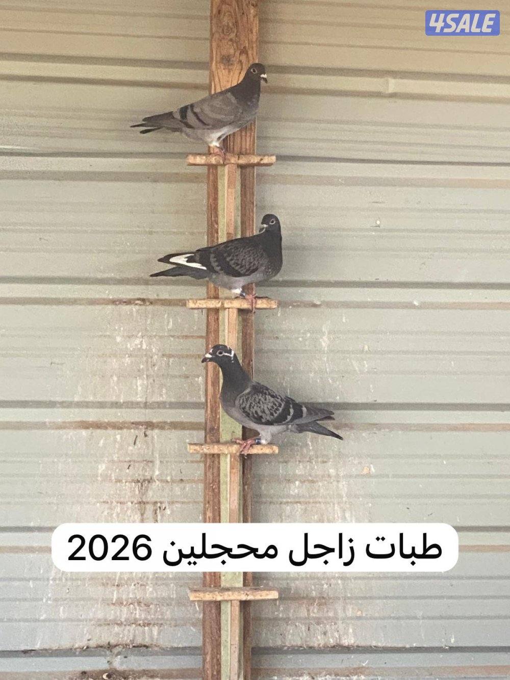 حمام زاجل للبيع3