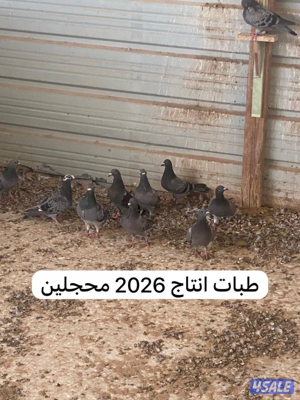 حمام زاجل للبيع4