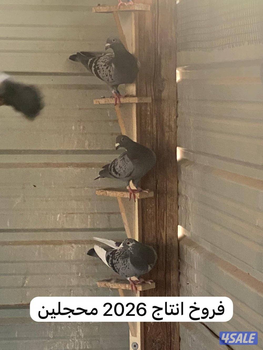 حمام زاجل للبيع5