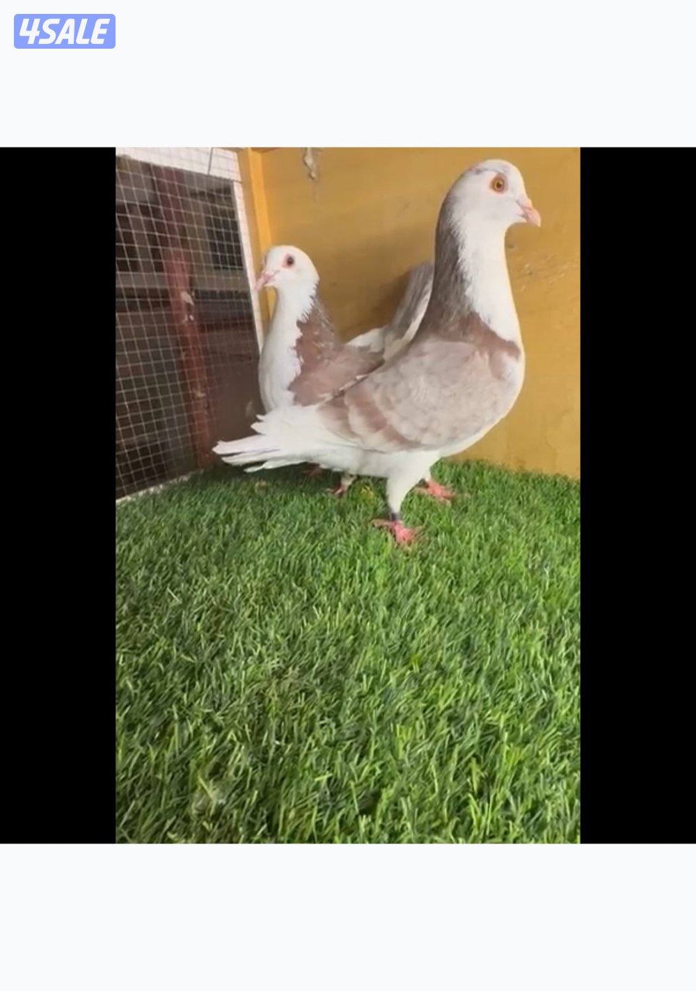 ازواج الوزان صعبات0