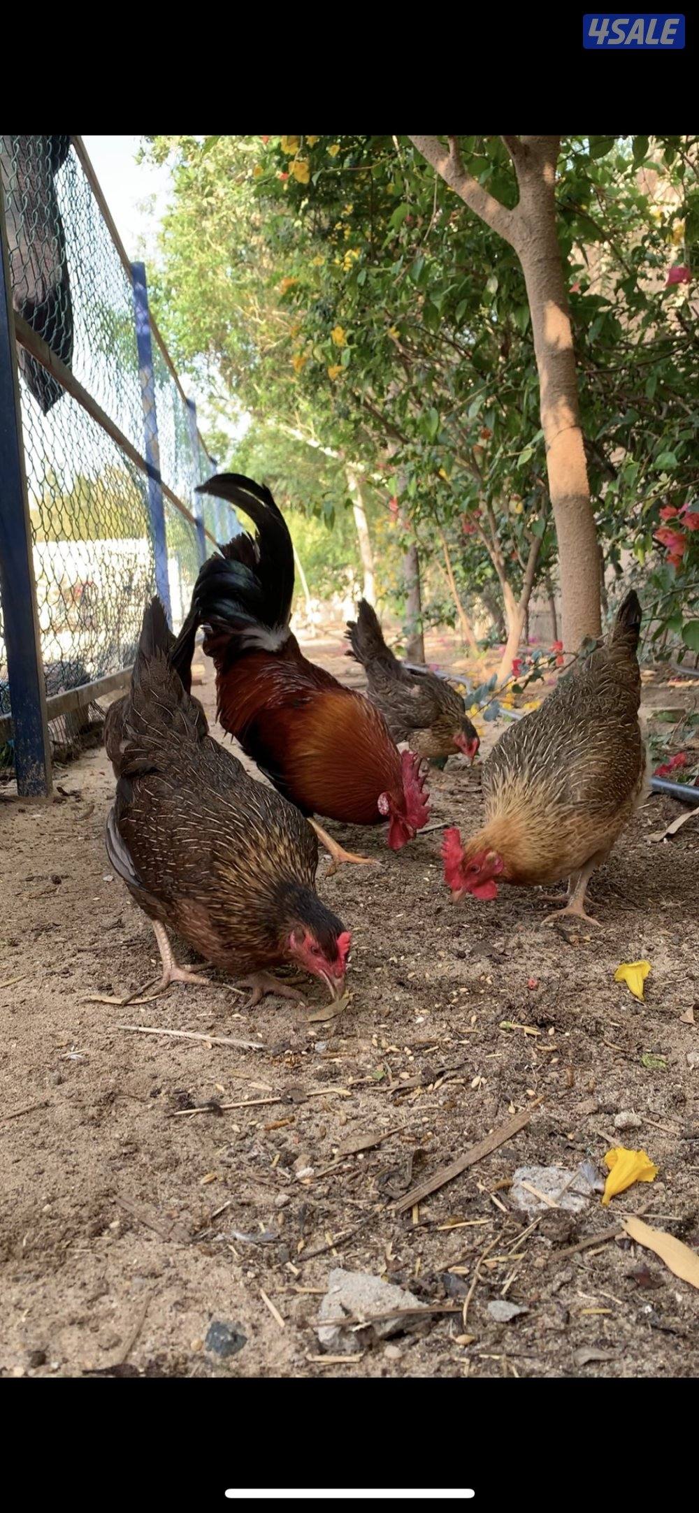 دجاج العربي القديم السيافي فواخر1