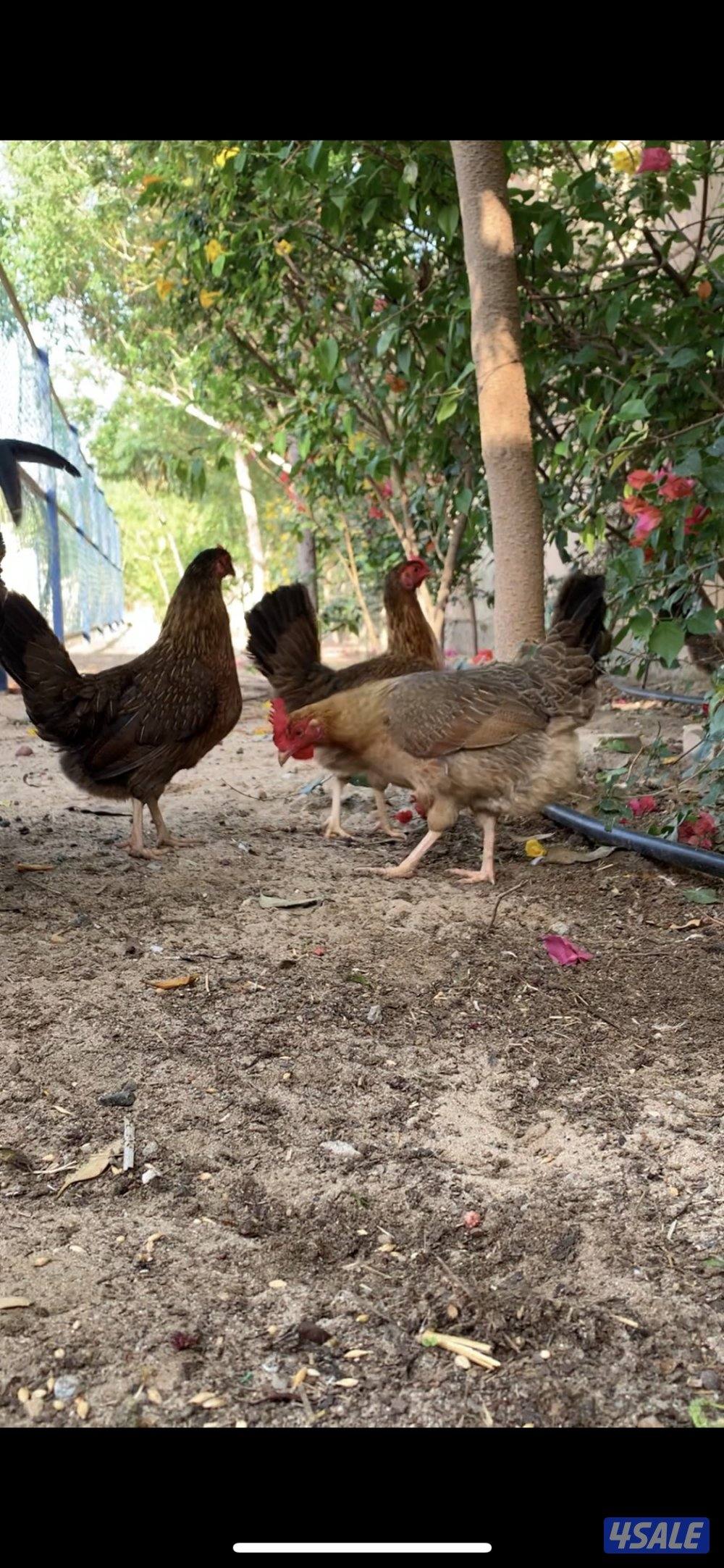 دجاج العربي القديم السيافي فواخر3