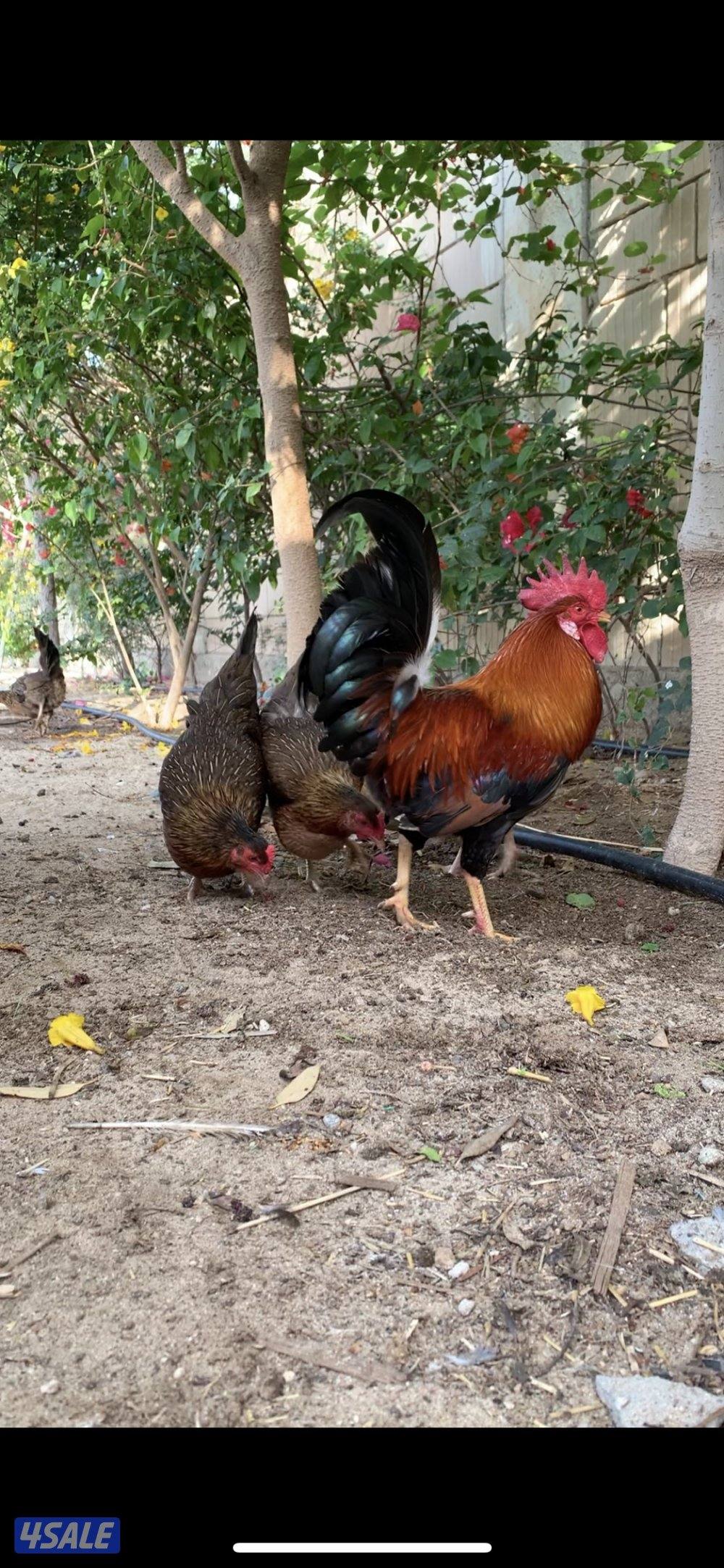 دجاج العربي القديم السيافي فواخر2