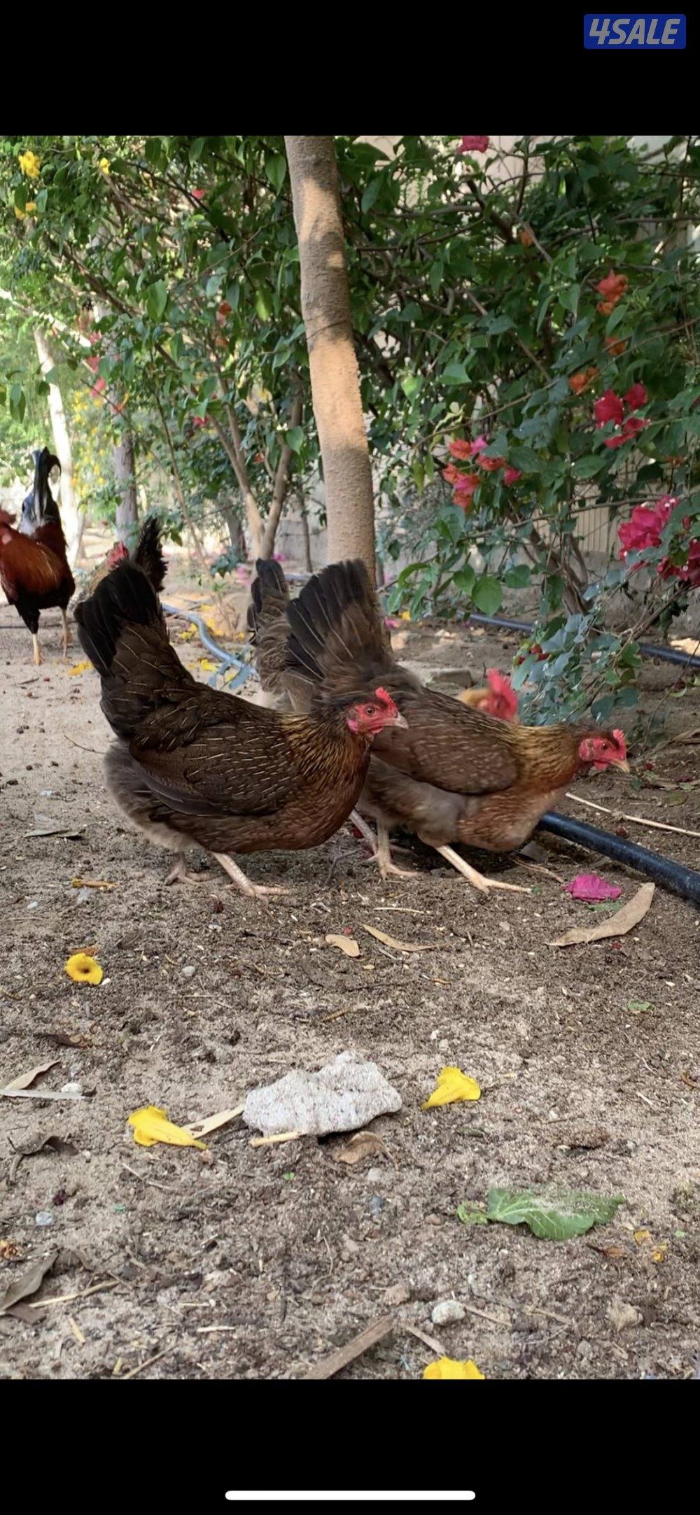 دجاج العربي القديم السيافي فواخر0