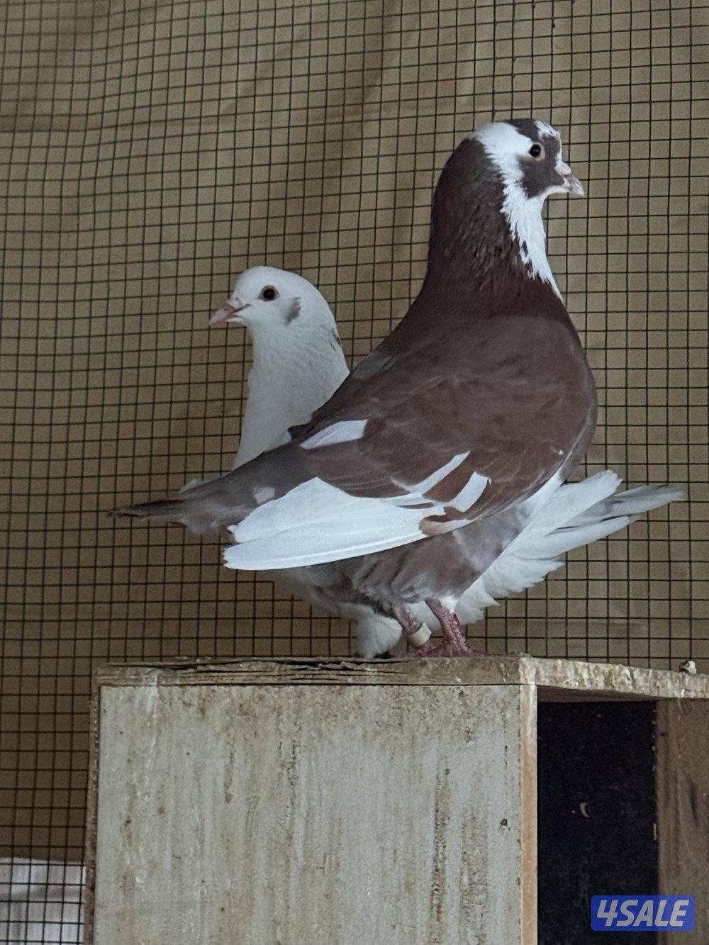 ازواج الوزان صعبات1