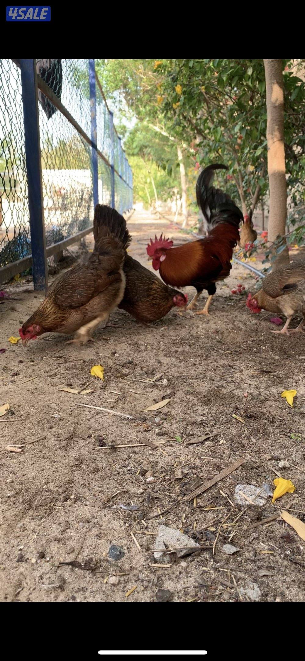 دجاج العربي القديم السيافي فواخر4