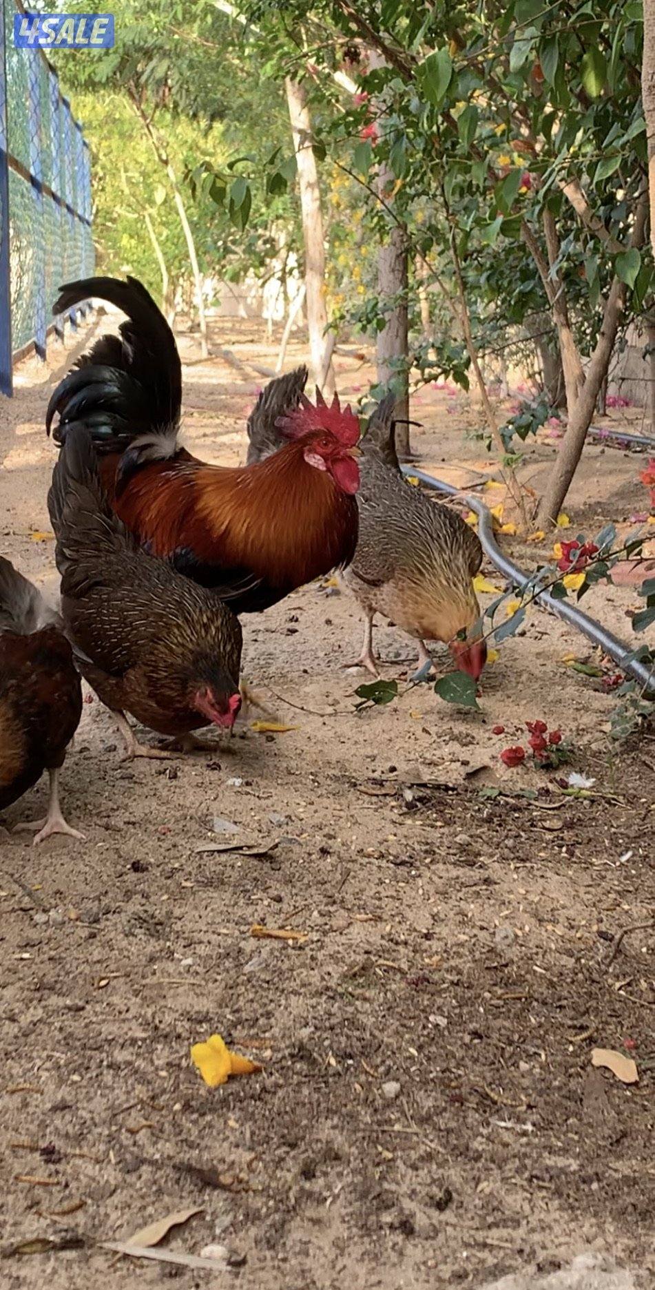 دجاج العربي القديم السيافي فواخر5