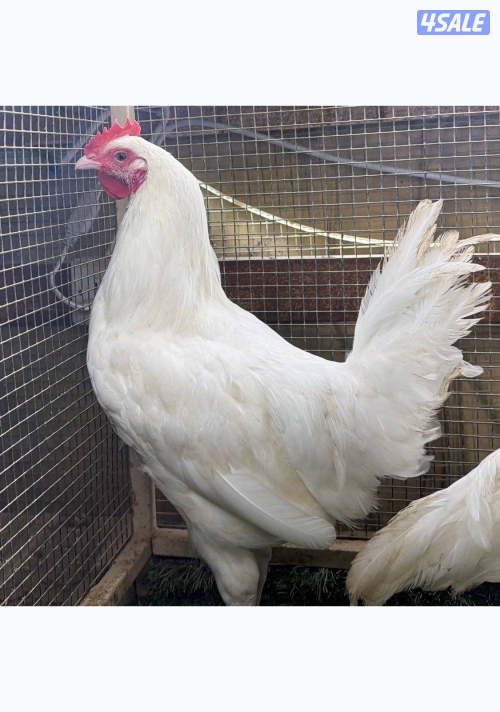 نوادر جيرسي العملاق  الابيض0