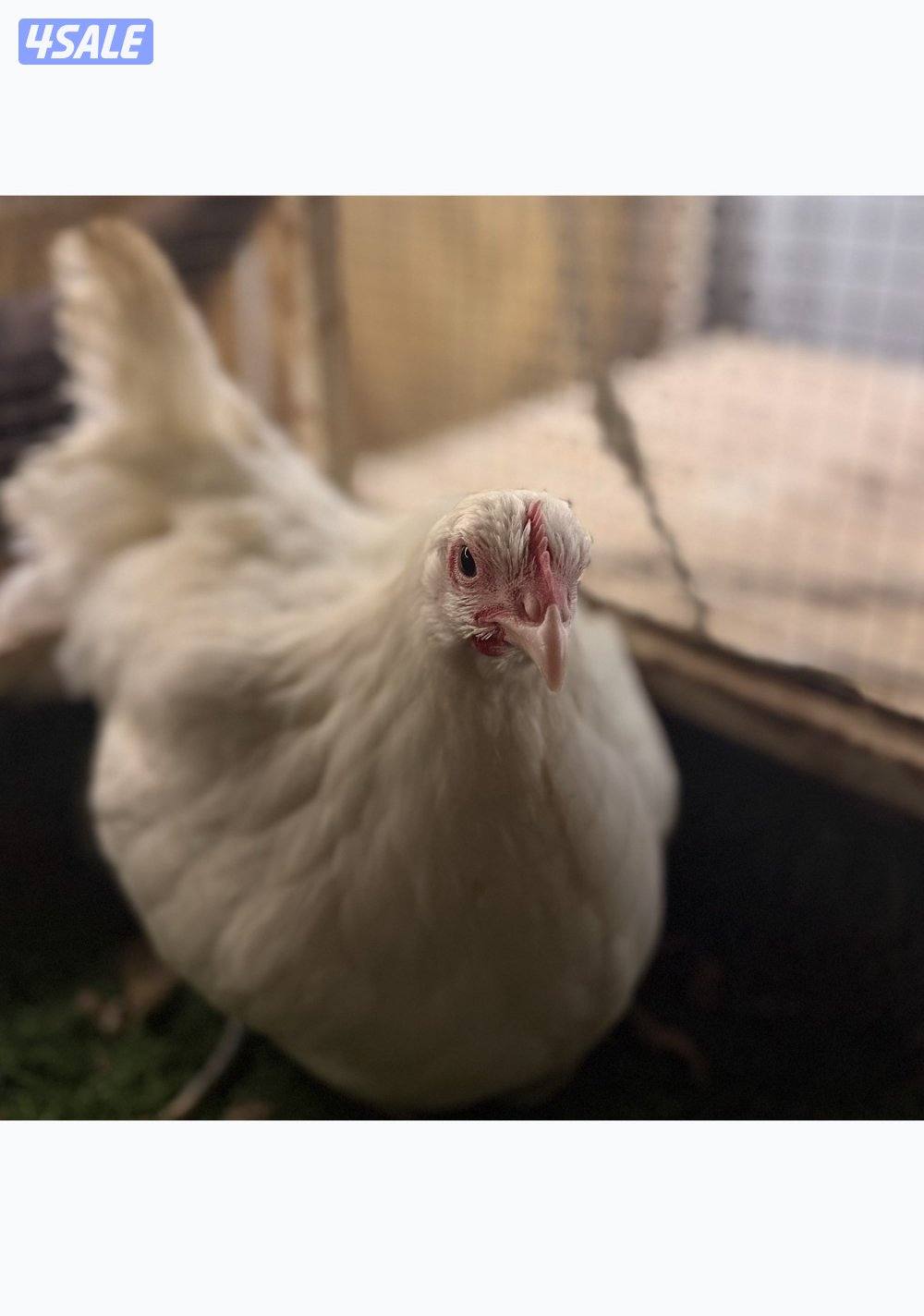 نوادر جيرسي العملاق  الابيض1