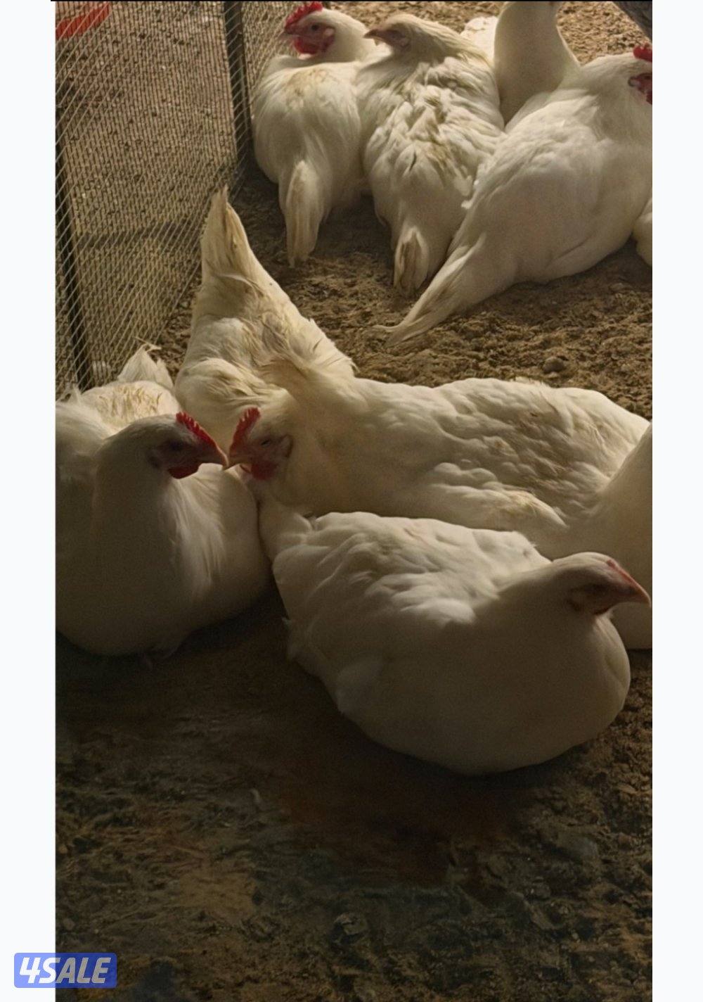 نوادر جيرسي العملاق  الابيض2