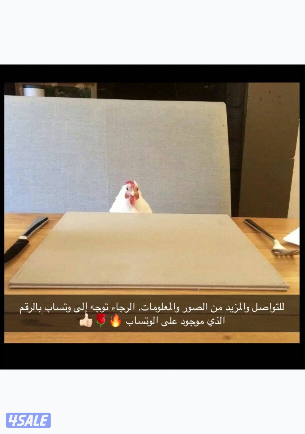 نوادر جيرسي العملاق  الابيض3