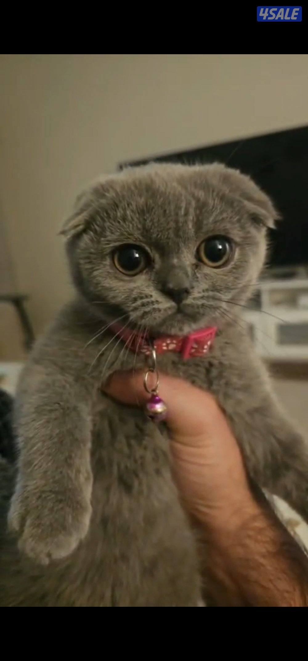 Cats for adoption, للتبني1