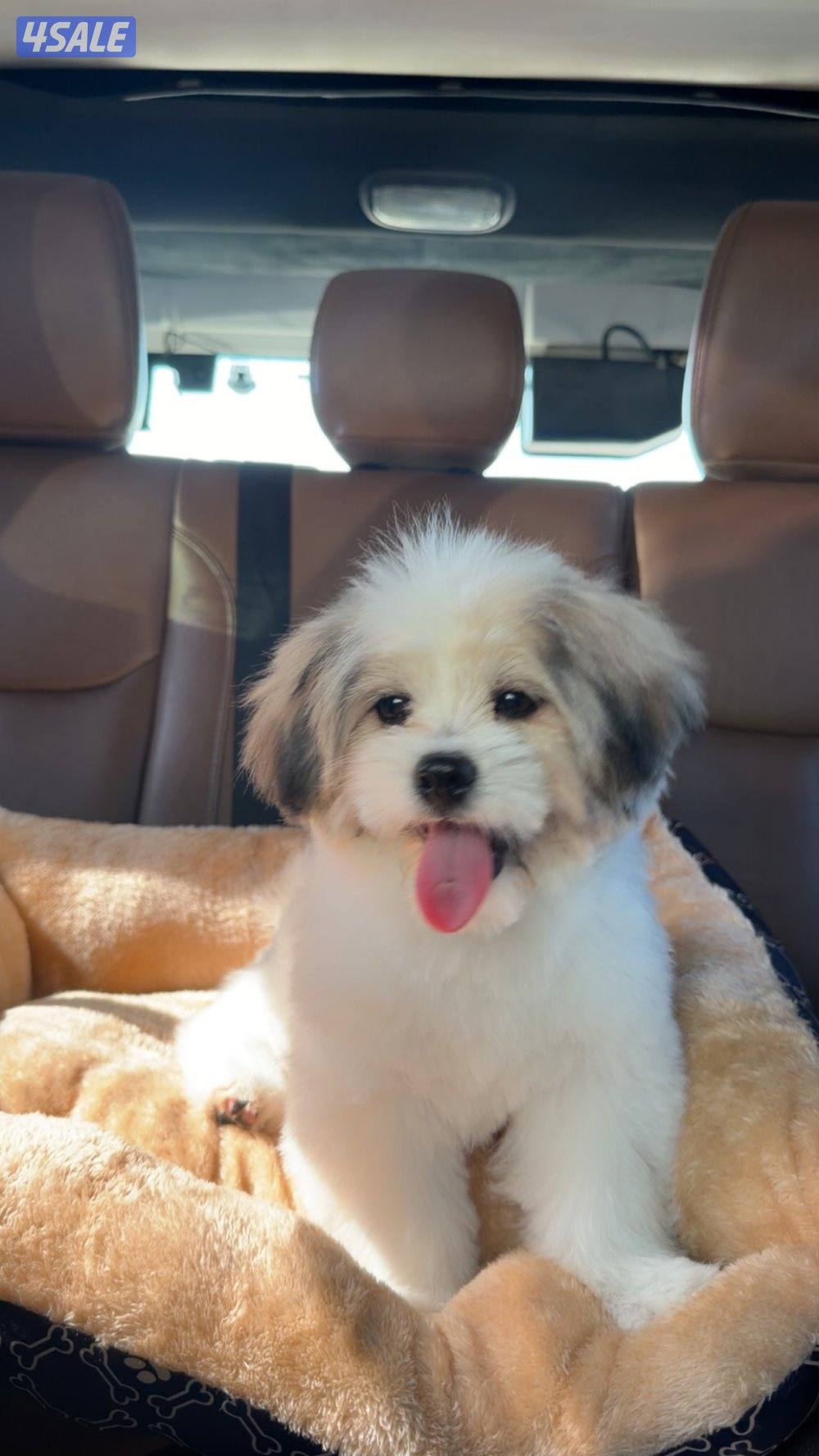 shih tzu ، مطعم كل تطعيماته عمره اربع شهور صحته ممتازه ولعوب0