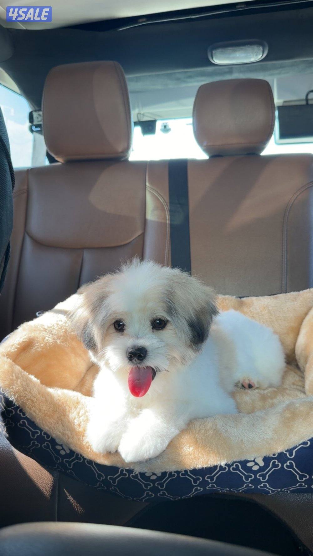 shih tzu ، مطعم كل تطعيماته عمره اربع شهور صحته ممتازه ولعوب1