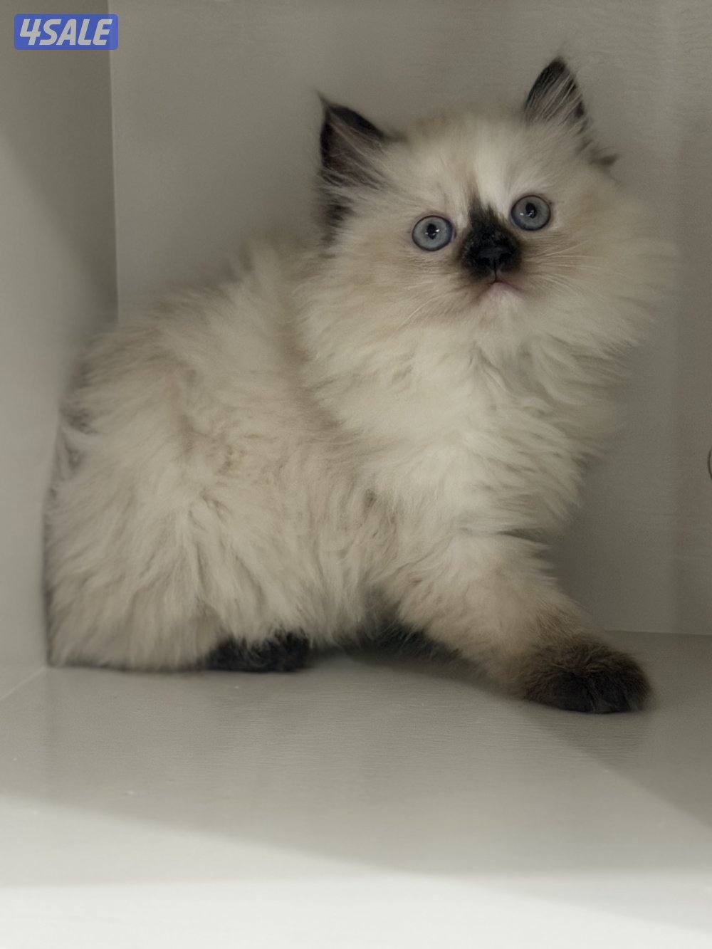 كتن راغدول نثيه1