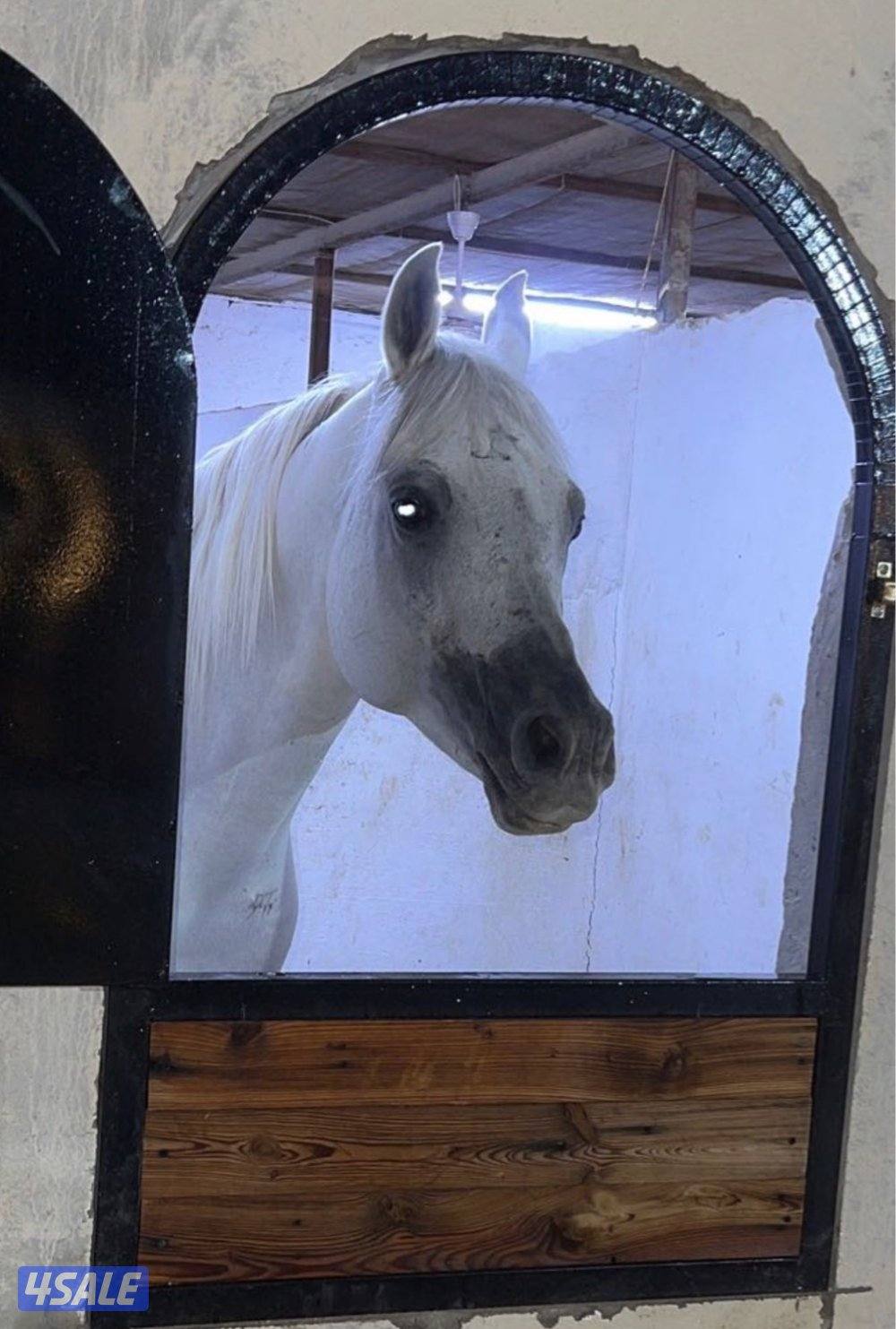 منير ولد رويال كلزر بطل العالم1