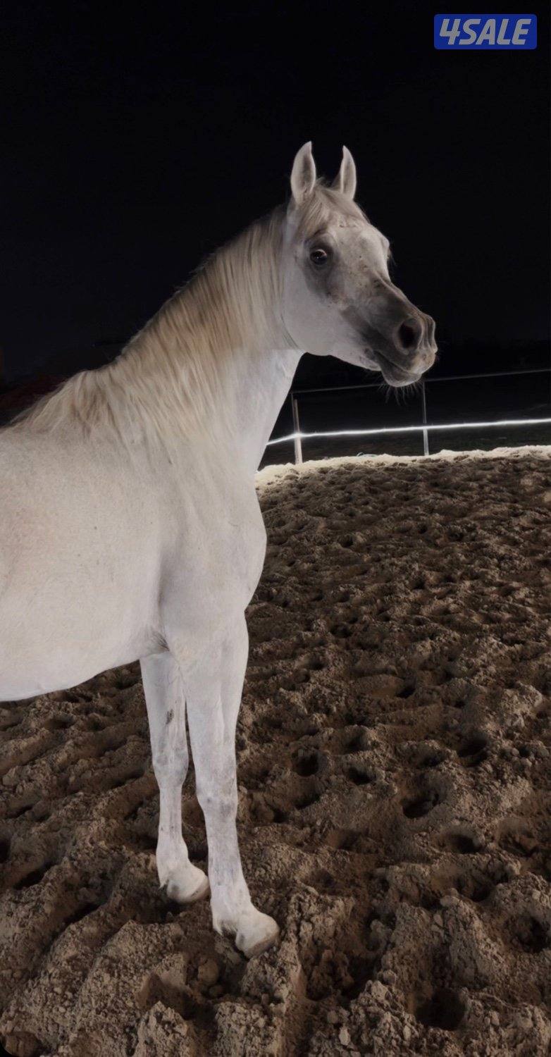 منير ولد رويال كلزر بطل العالم0