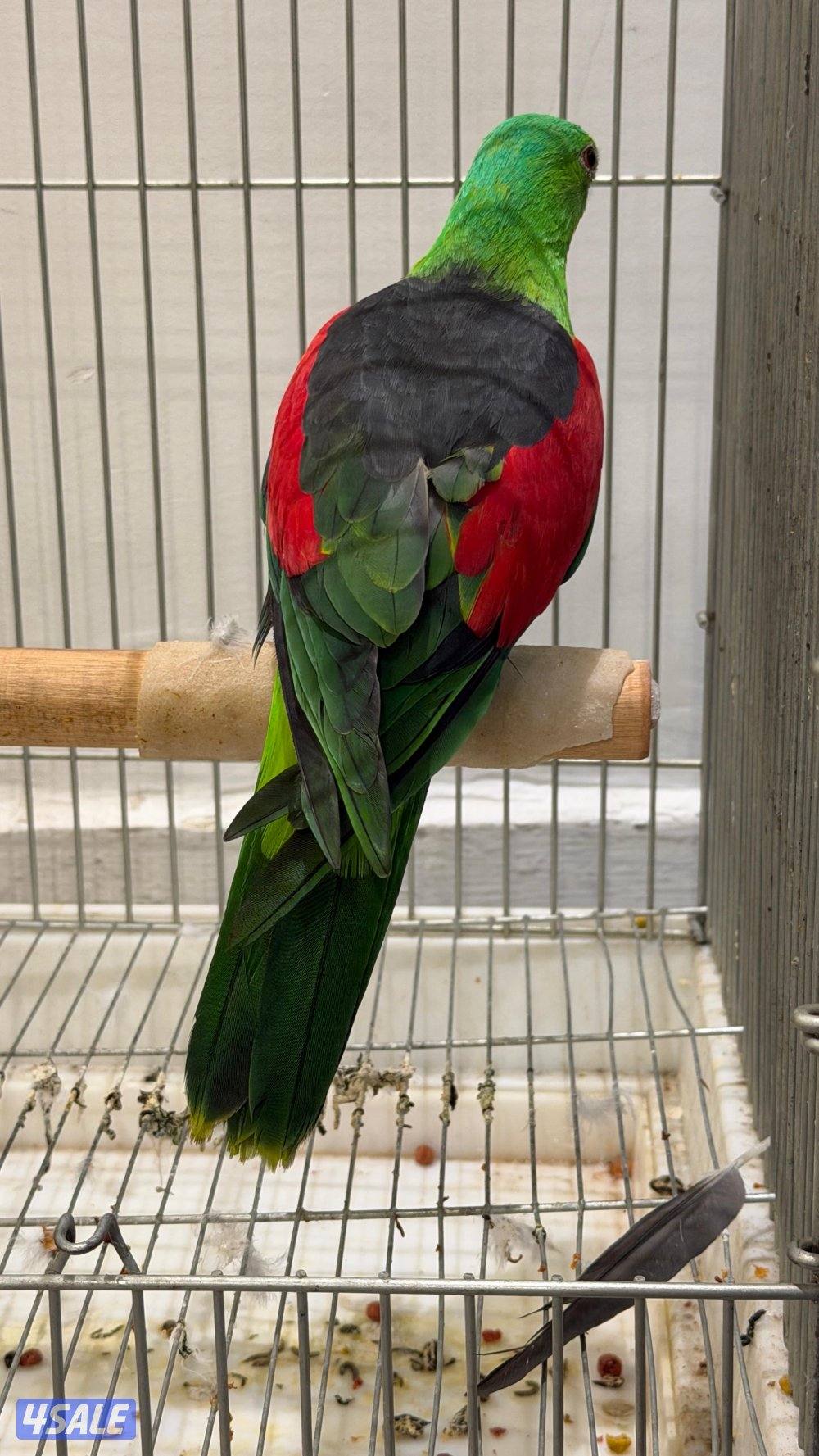 نوادر البيبي ماتو0