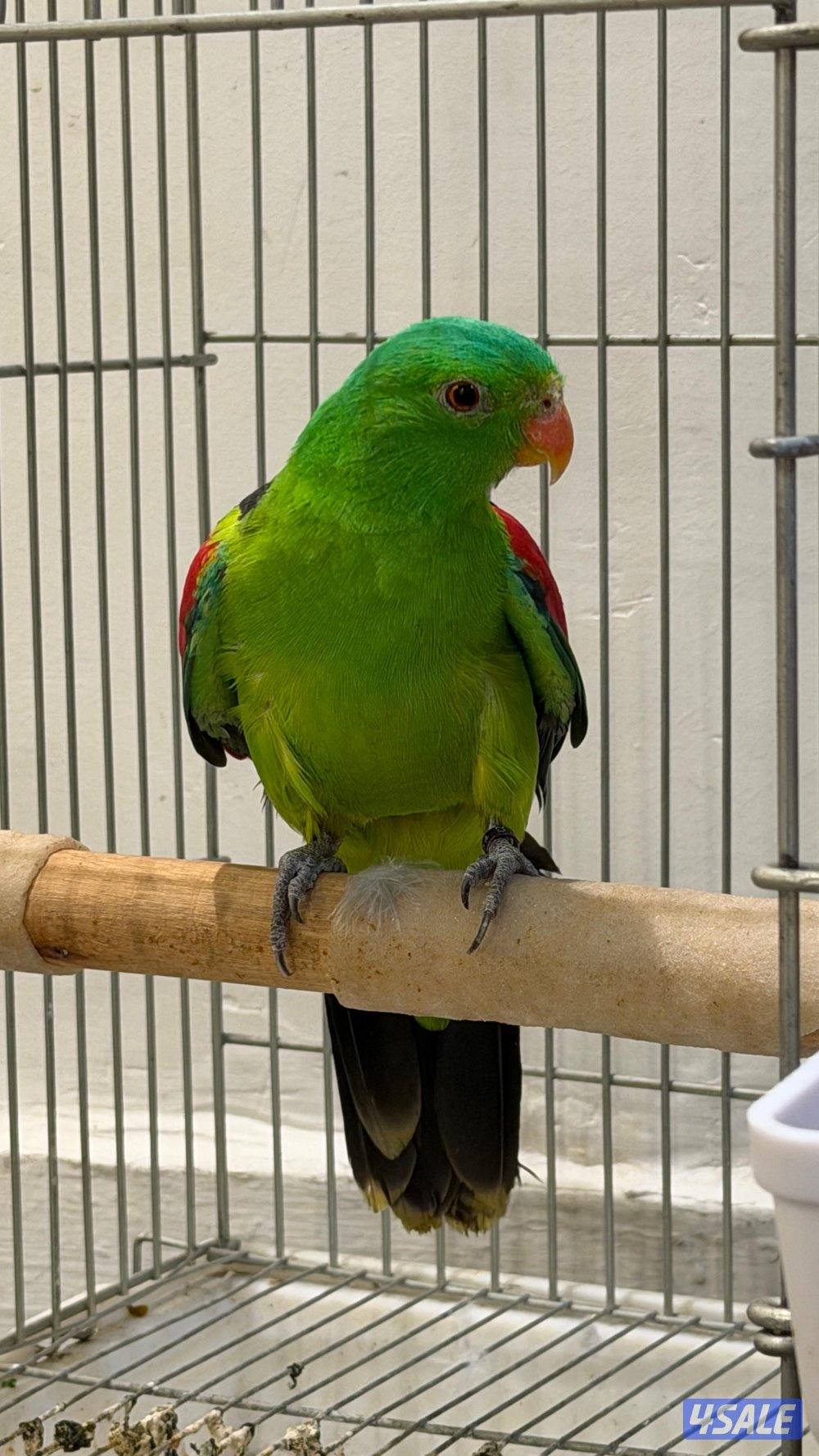 نوادر البيبي ماتو1