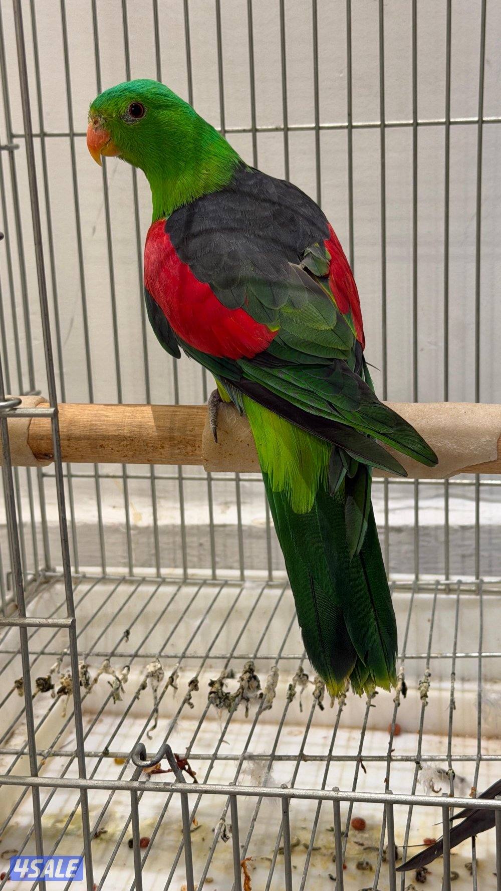 نوادر البيبي ماتو3