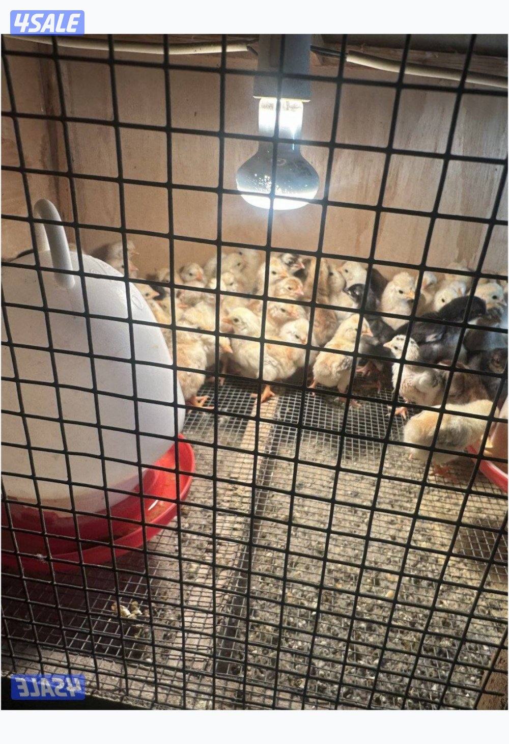 فروخ عربي قديم ١٠٠ في ٢٠ دينار1