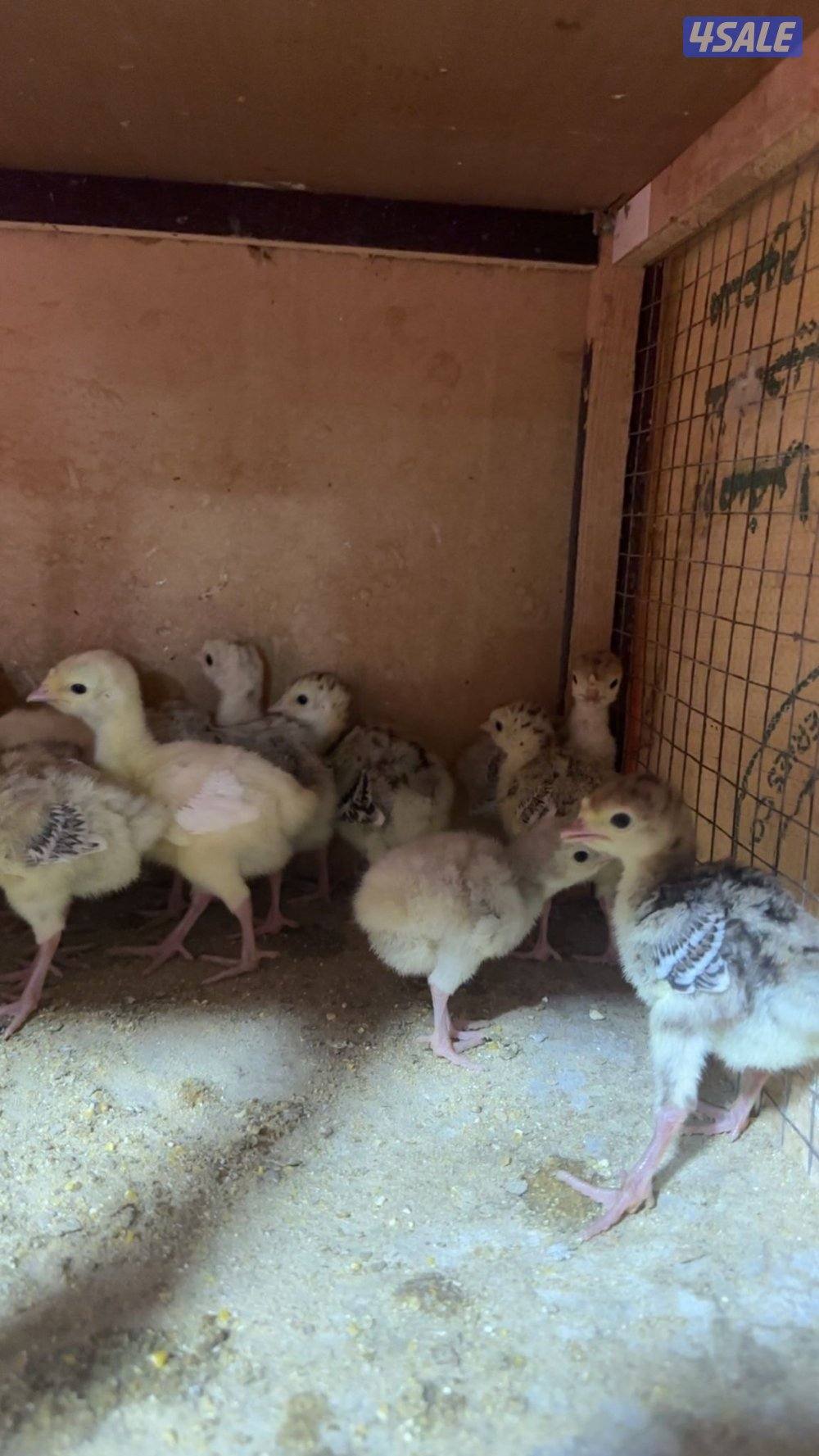 للبيع فروخ رومي0