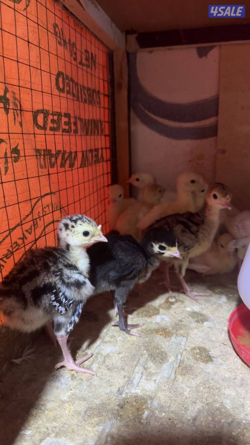 للبيع فروخ رومي1