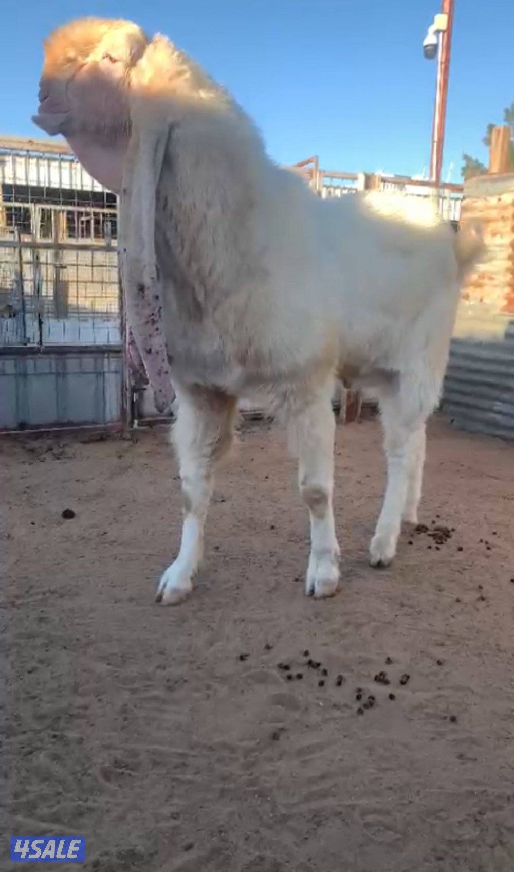 للبيع فحل هولندي فاخر0