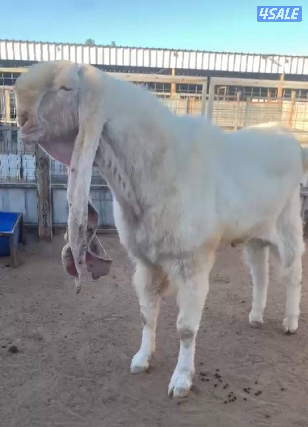 للبيع فحل هولندي فاخر1