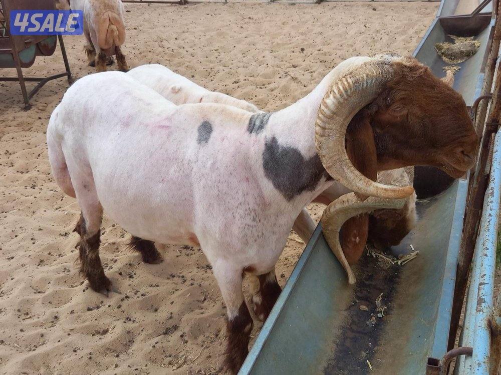 حلاق الغنم…….3