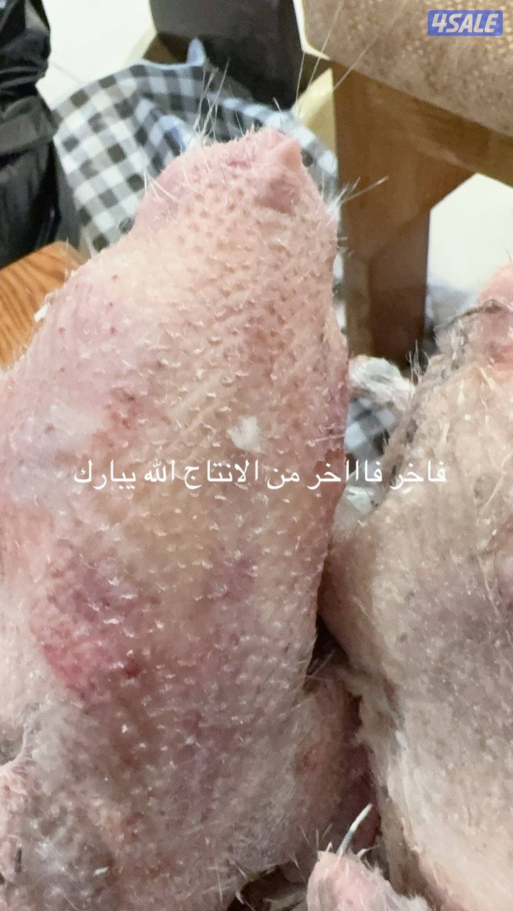 فروخ زاجل وتراكيب شرط علف مخلوط صافي ماكو حبه كيماوي ومن اطيب الاعلاف0