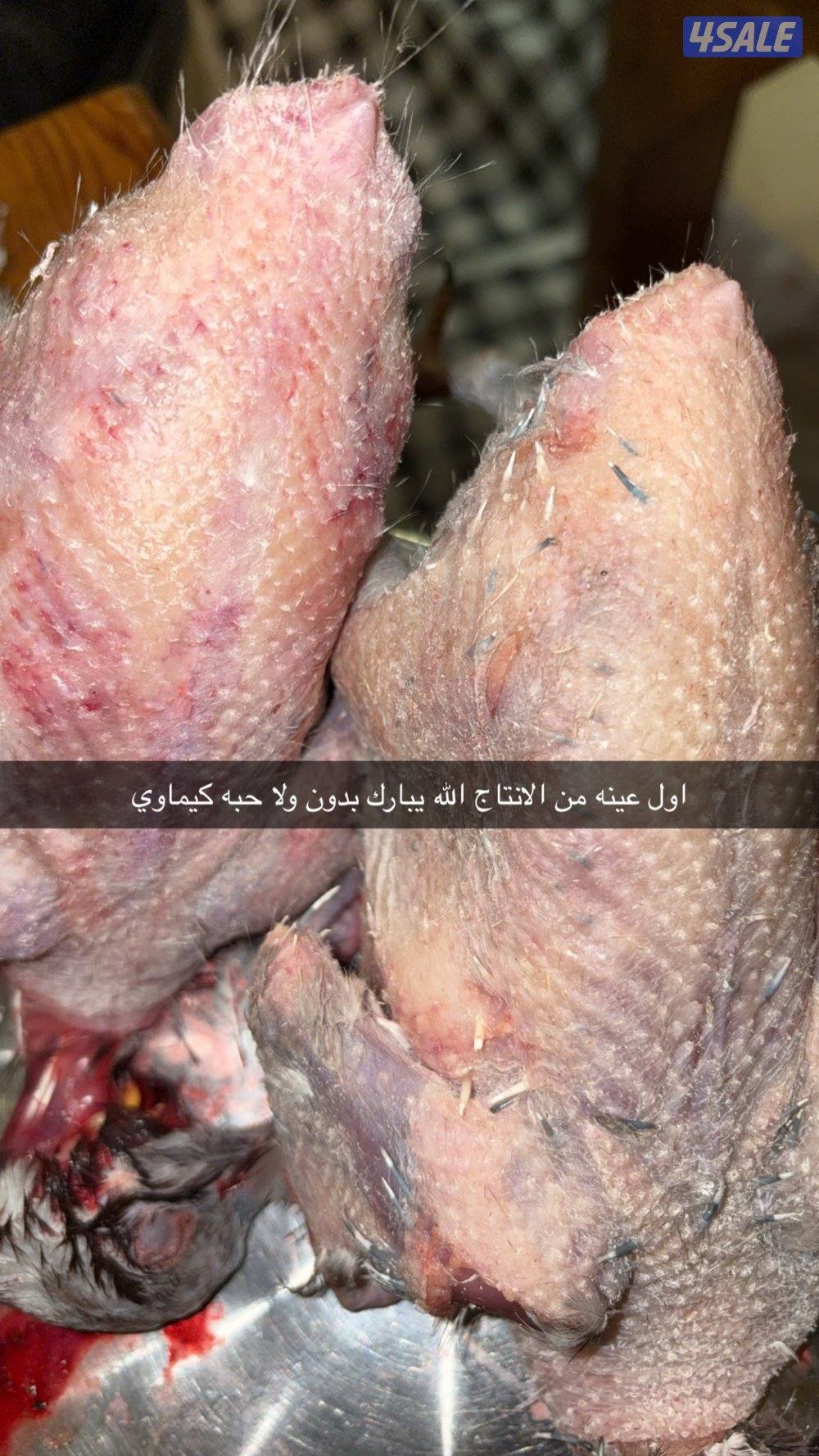 فروخ زاجل وتراكيب شرط علف مخلوط صافي ماكو حبه كيماوي ومن اطيب الاعلاف1