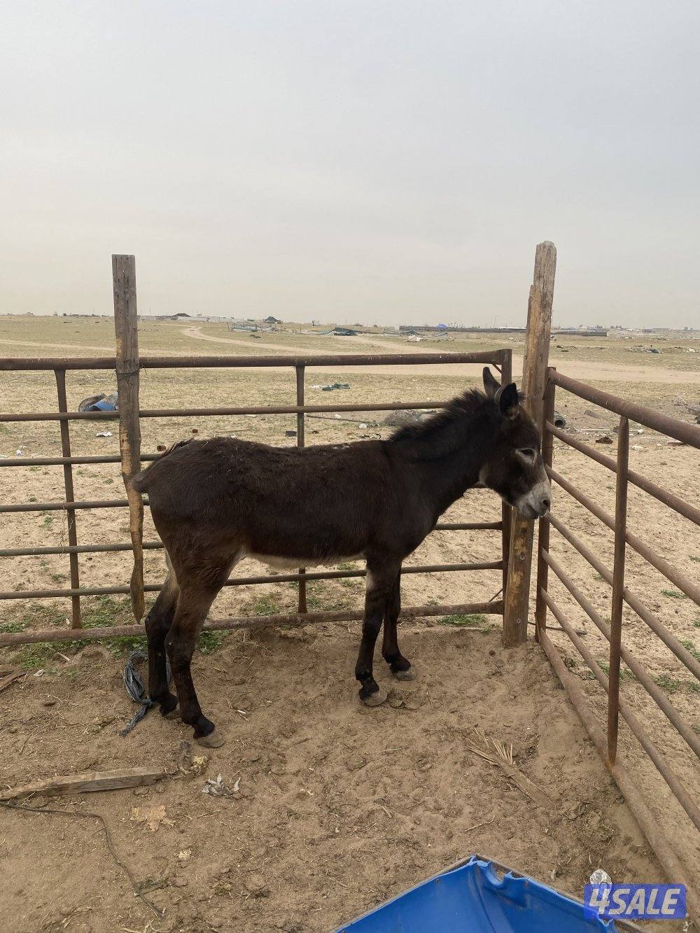 للبيع حما رغنم شرط طوع ويسرح مع الغنم0