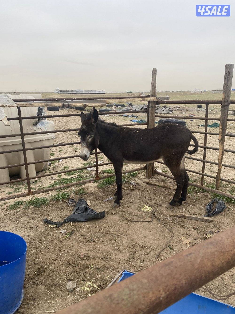 للبيع حما رغنم شرط طوع ويسرح مع الغنم1