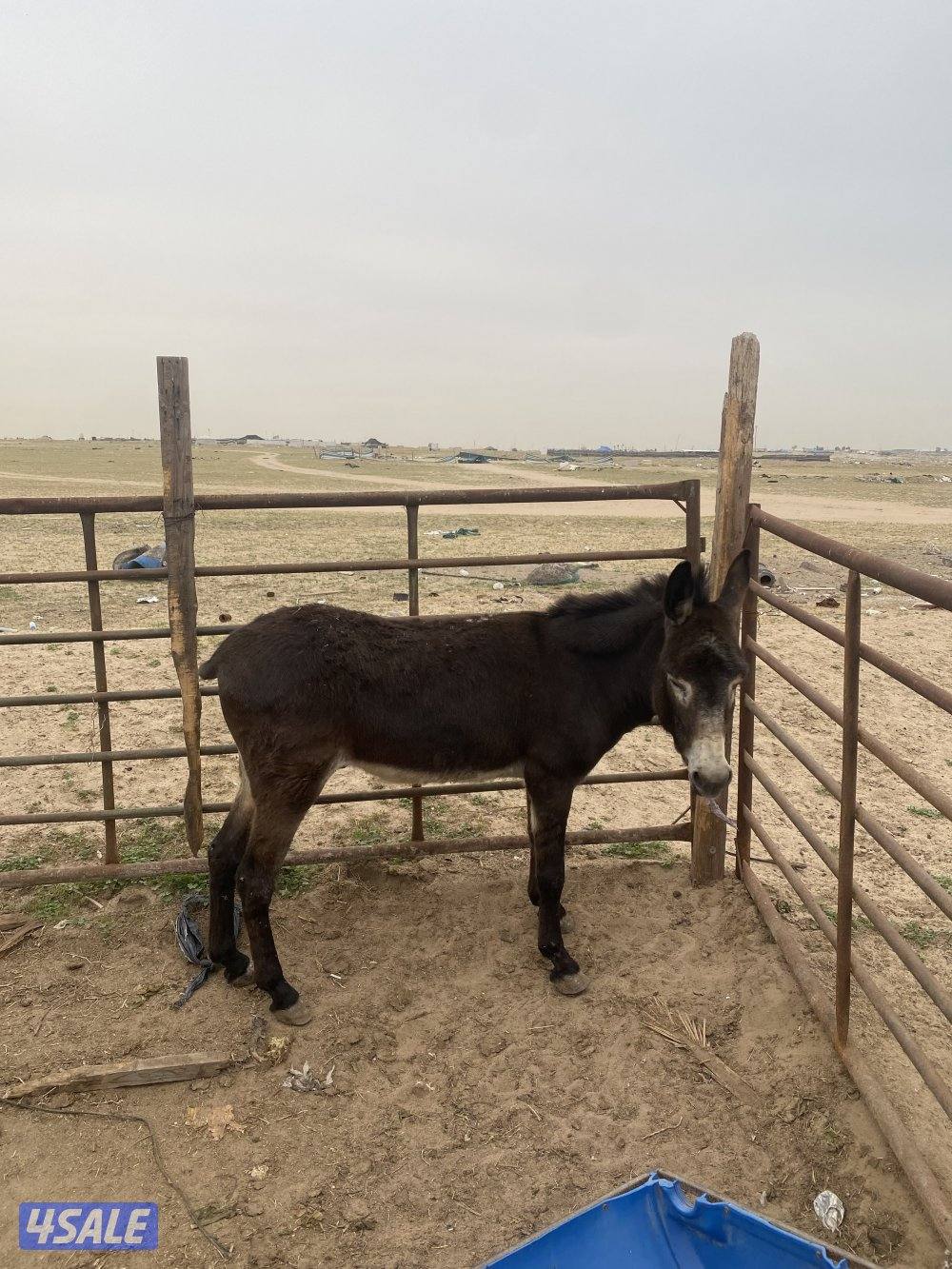 للبيع حما رغنم شرط طوع ويسرح مع الغنم2